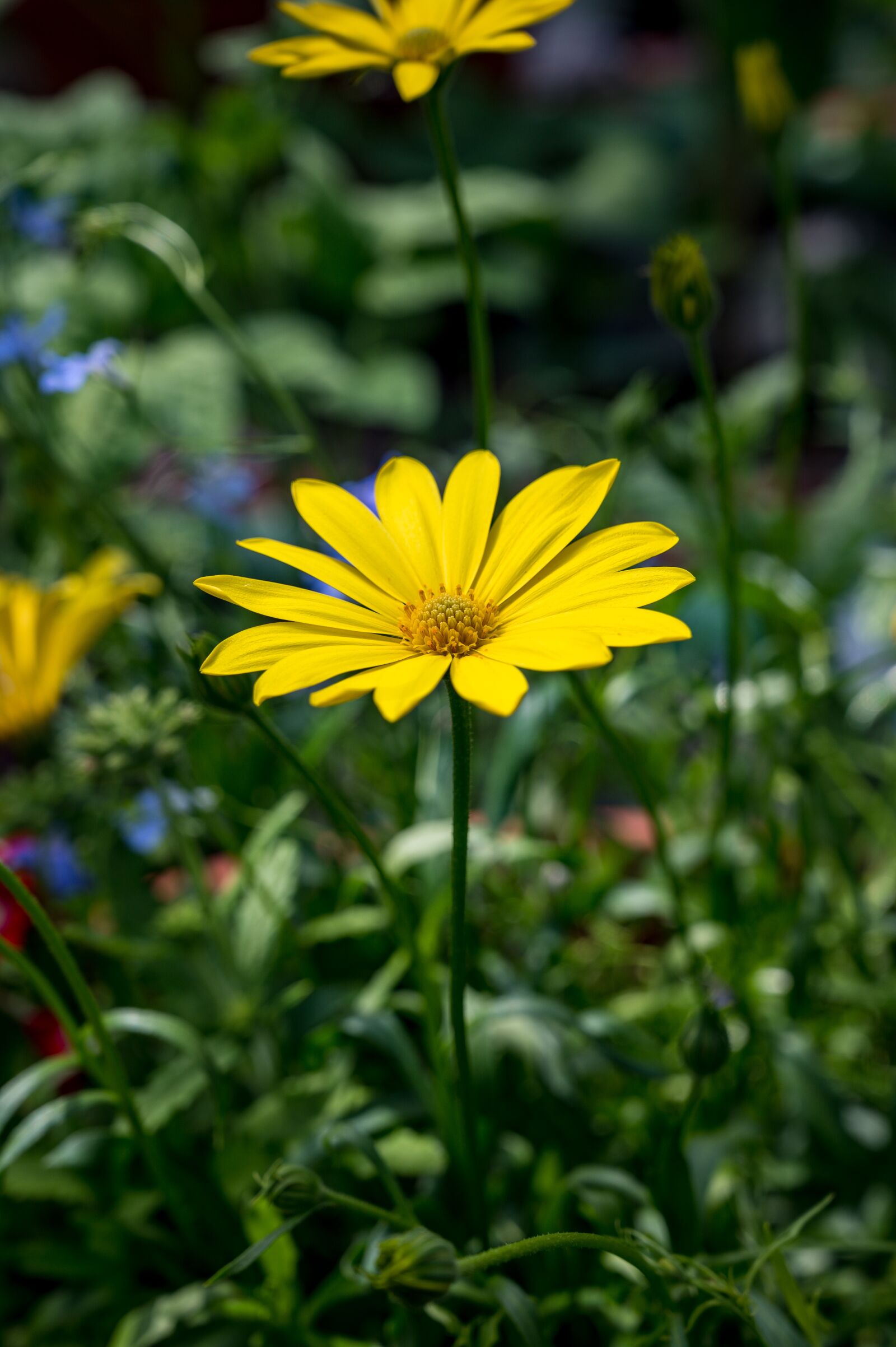 Nikon Nikkor Z 24-70mm F4 S sample photo. Flower, yellow, daisy photography