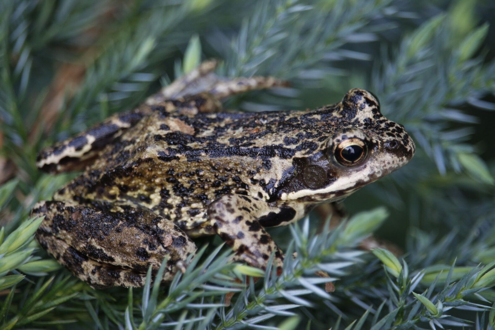 Canon EF-S 55-250mm F4-5.6 IS STM sample photo. Frog, toad, amphibians photography