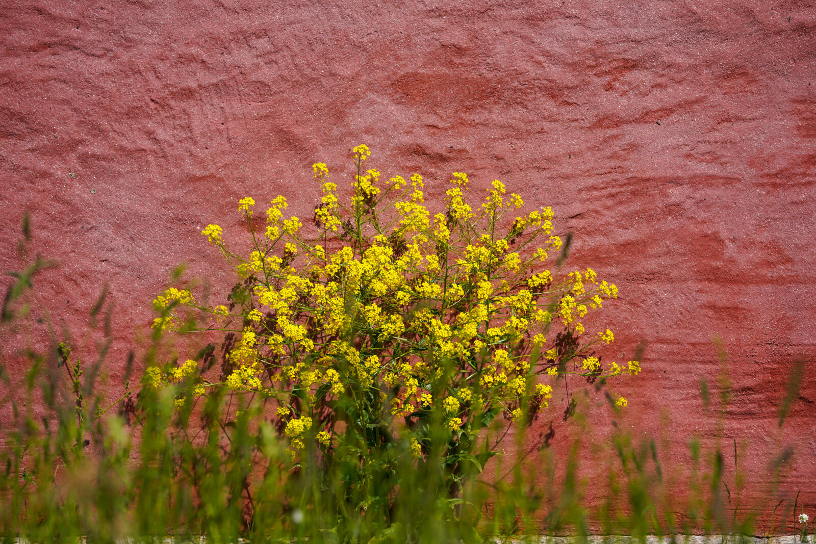 Tamron 150-500mm F5-6.7 Di III VC VXD sample photo. Yellow flowers by the photography