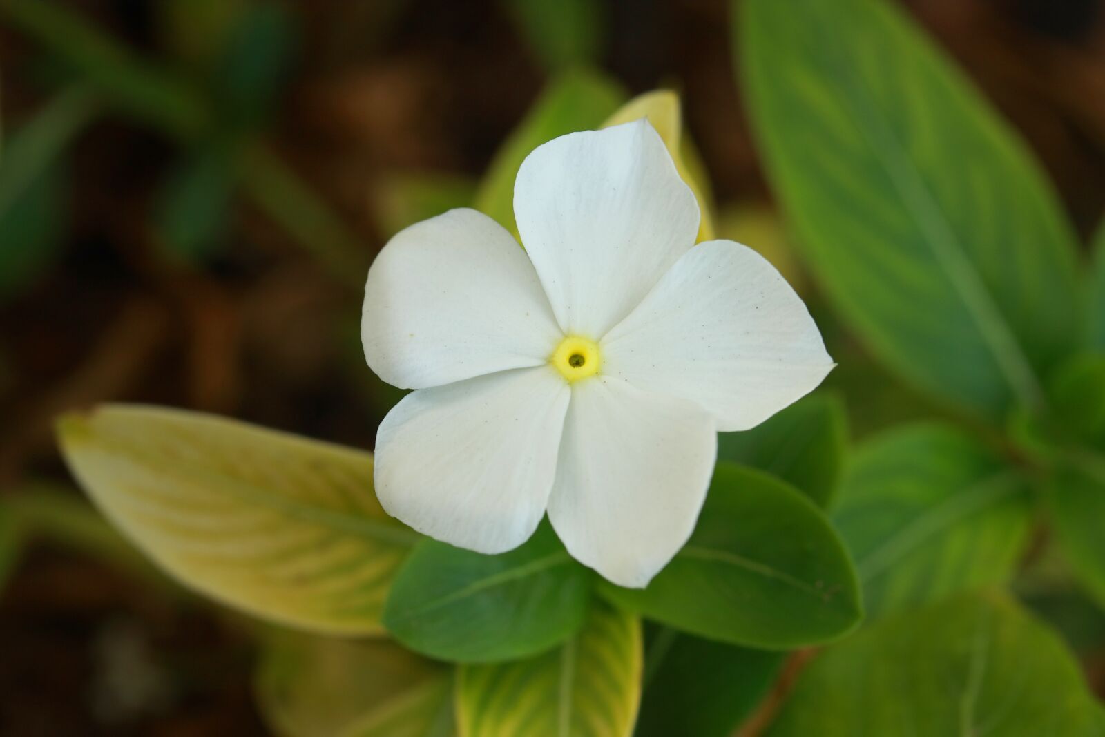 Canon EOS 40D sample photo. Flower, macro, nature photography