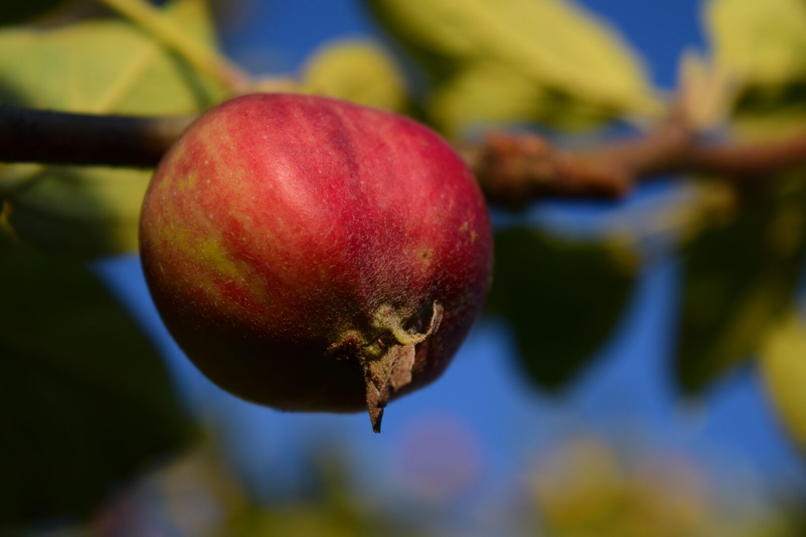 Nikon D3300 sample photo. Apple, apple tree, fruit photography