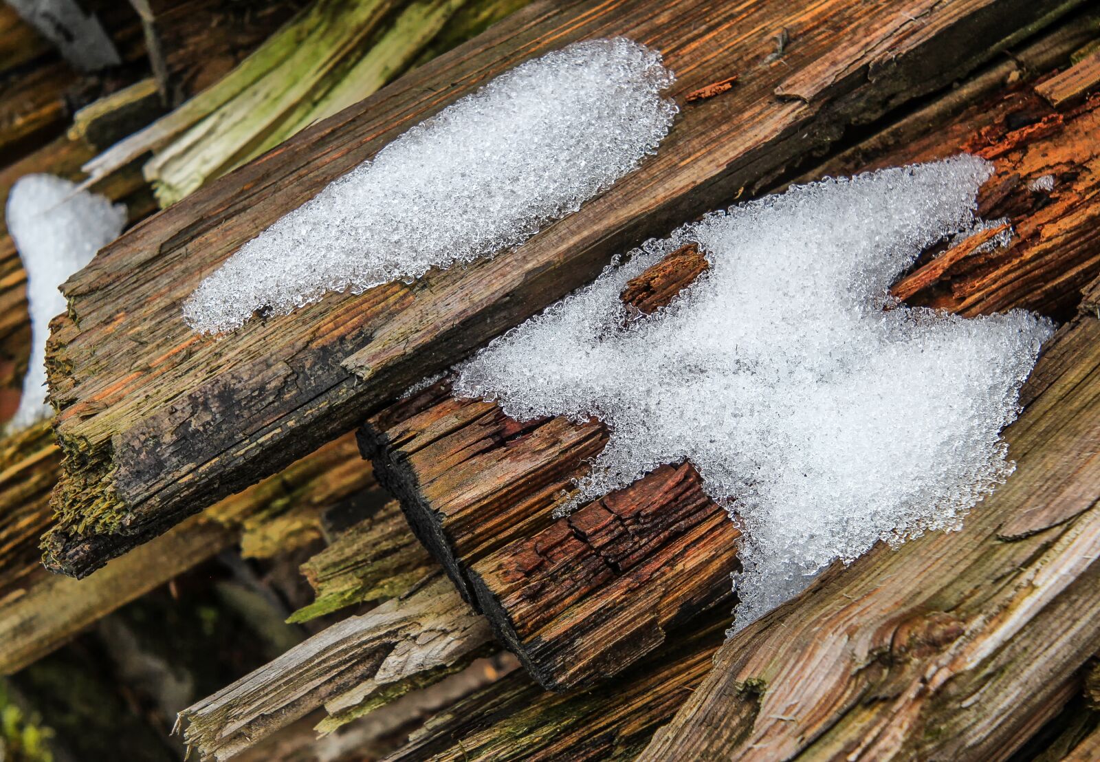 Canon EOS 60D sample photo. Wood, nature, woods photography