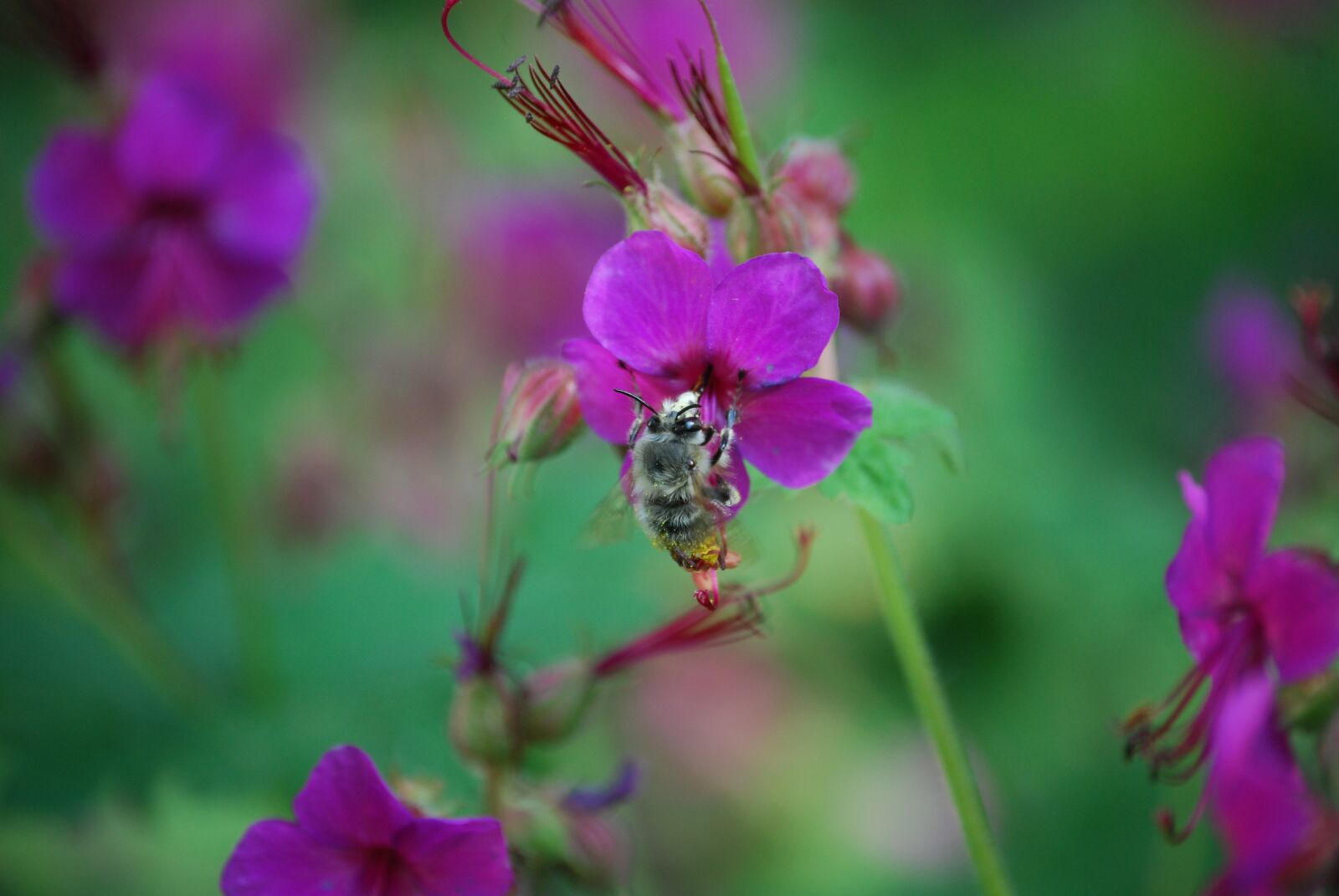 Nikon D40X sample photo. Nature, nikon, nikkor photography
