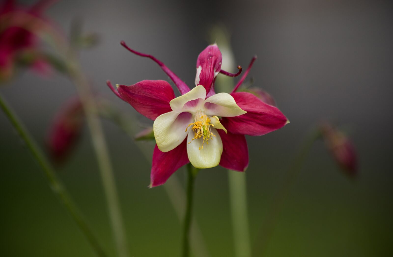 Canon EF 70-300mm F4-5.6 IS USM sample photo. Blossom, bloom, flower photography