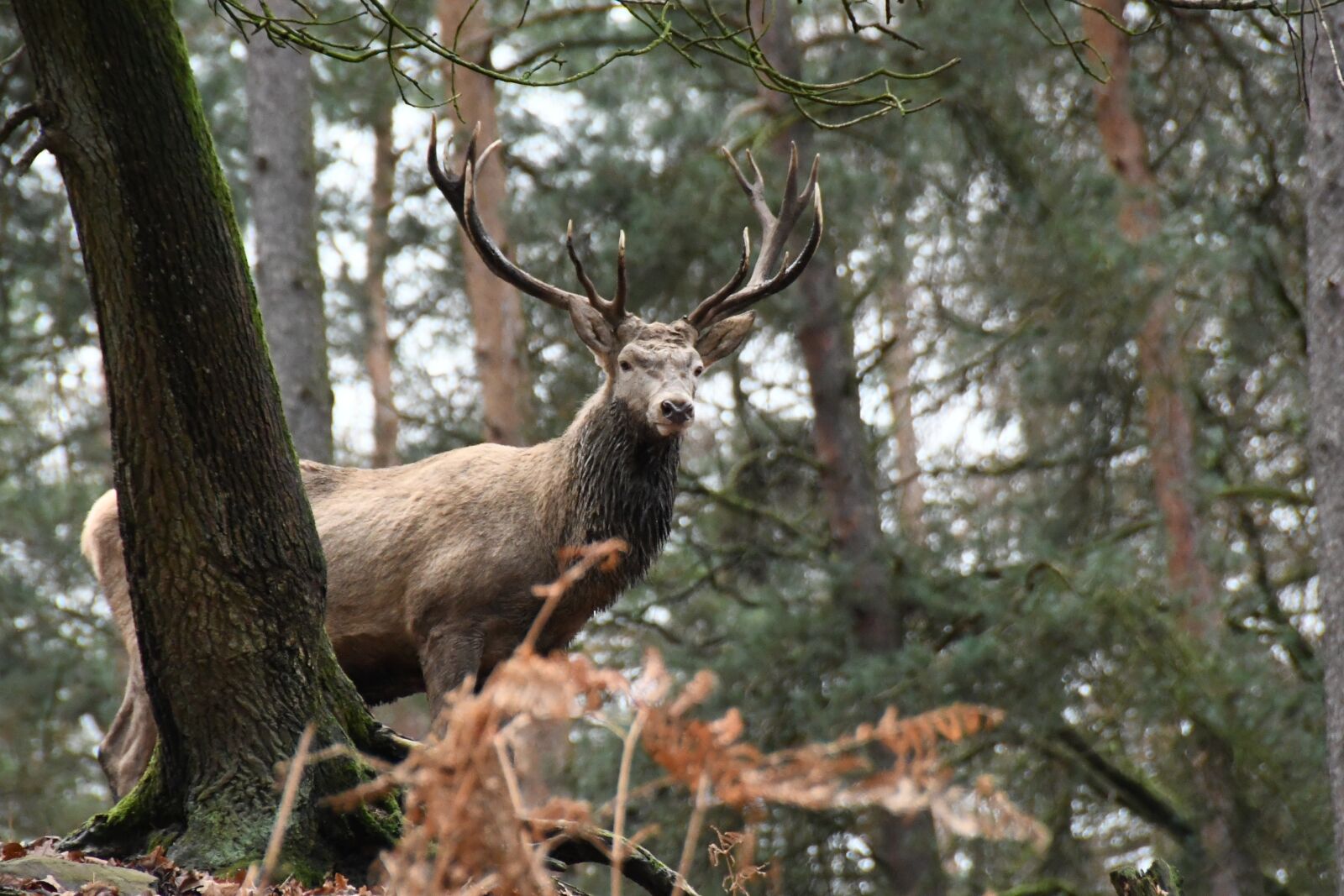 Nikon D7500 sample photo. Deer, forest, nature photography