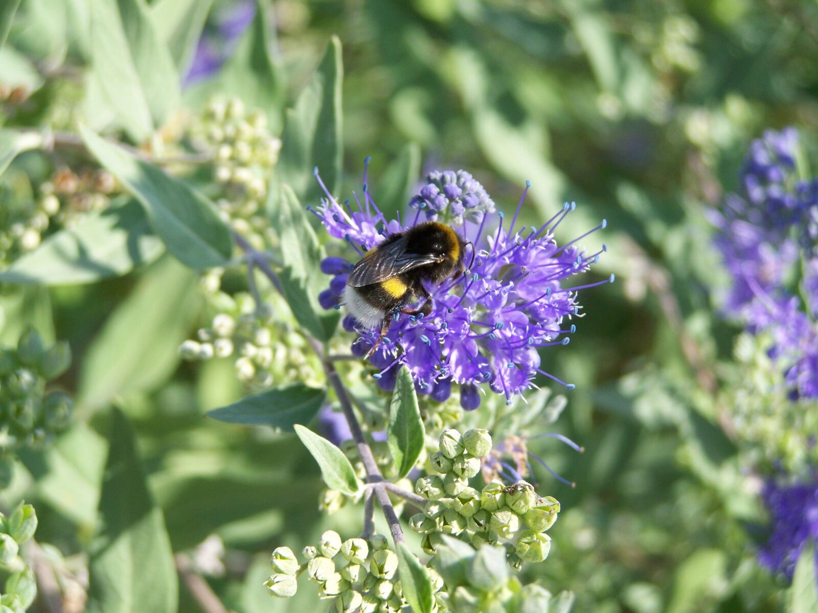 Kodak EASYSHARE ZD710 ZOOM DIGITAL CAMERA sample photo. Bumble bee, insect, bluebeard photography