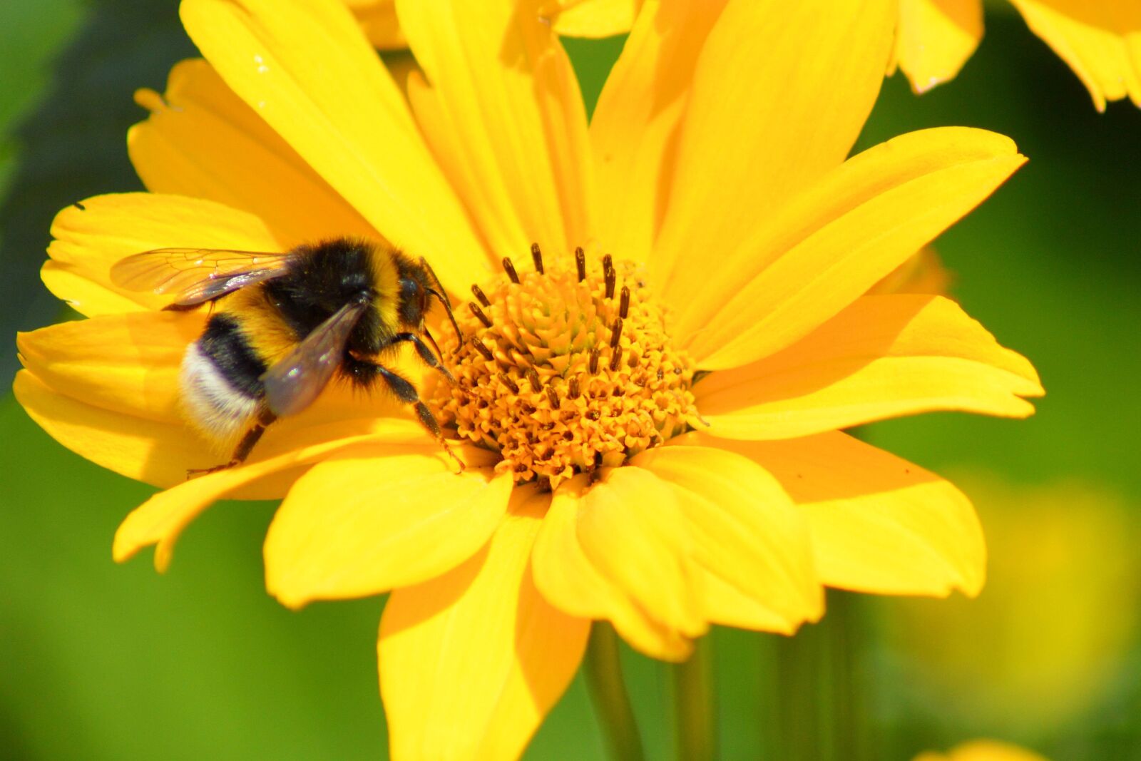 Nikon D3200 sample photo. Blossom, bloom, hummel photography