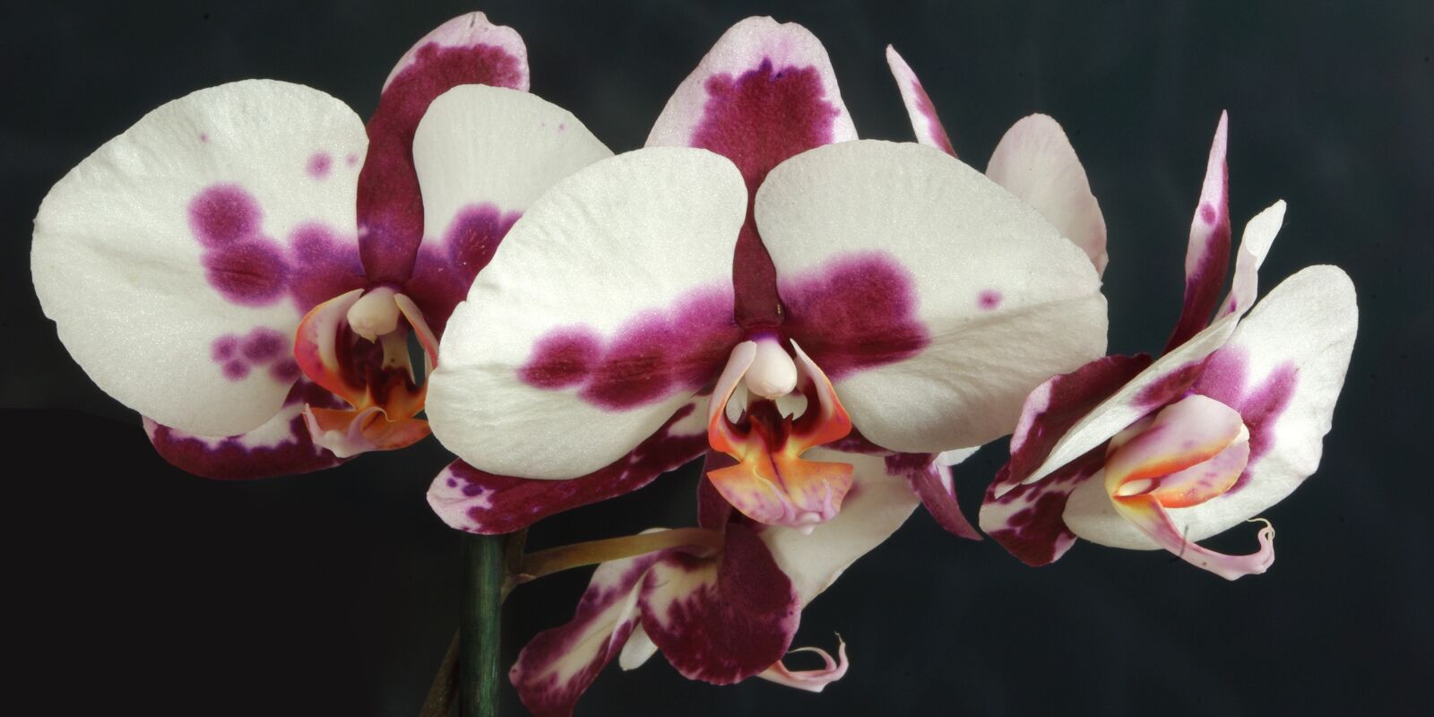 Pentax K-m (K2000) sample photo. Orchid, plant, flower photography
