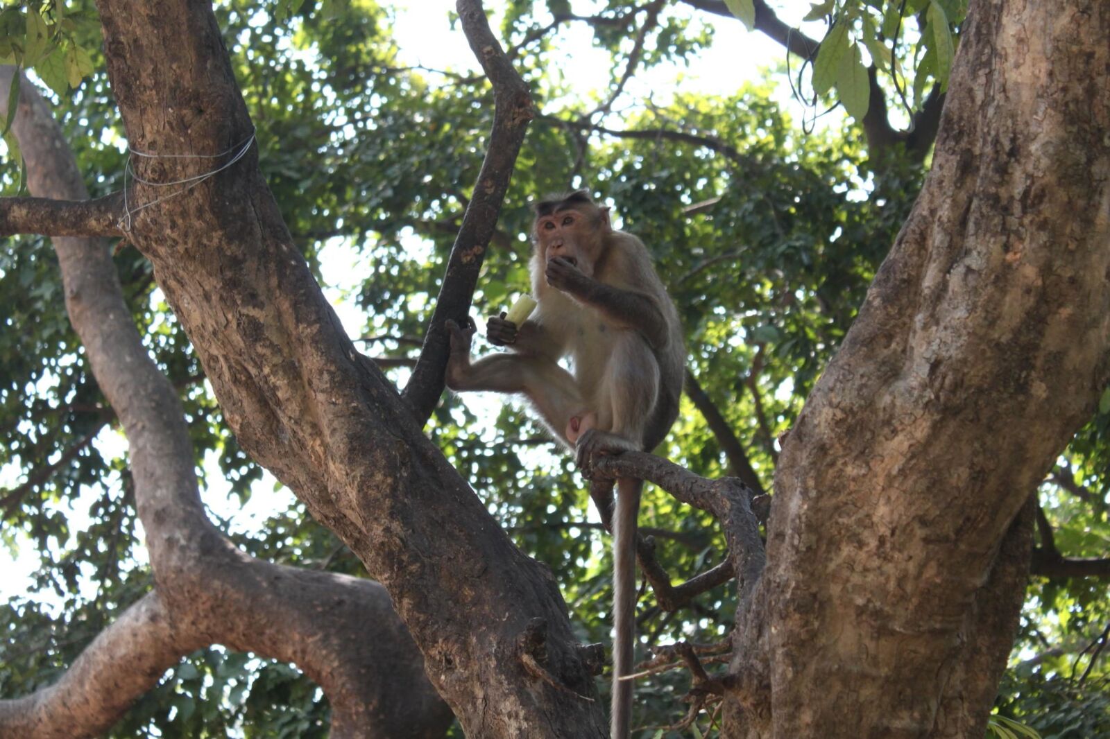Canon EOS 500D (EOS Rebel T1i / EOS Kiss X3) sample photo. Monkey, banana, macaque, primate photography