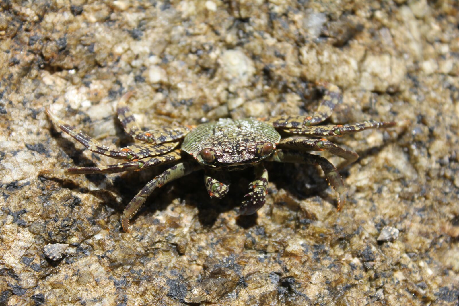 Canon EOS 550D (EOS Rebel T2i / EOS Kiss X4) sample photo. Closeup, animal, tropical photography
