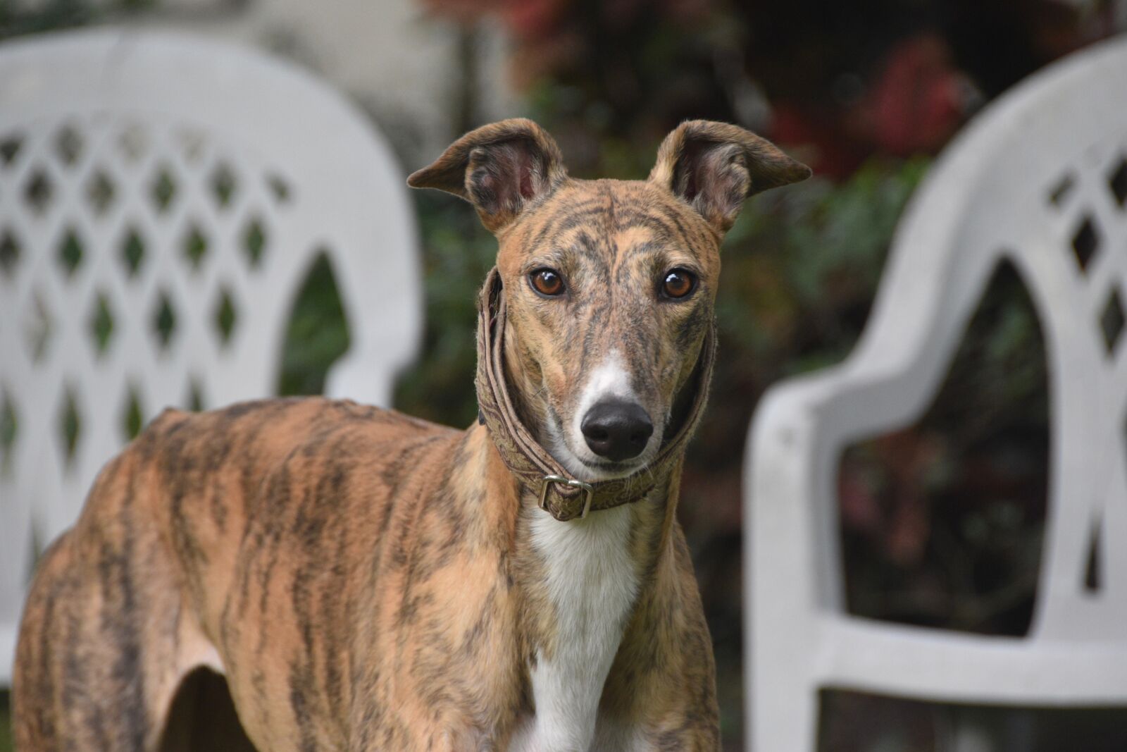 Nikon D5500 sample photo. Greyhound, sight hound, retired photography