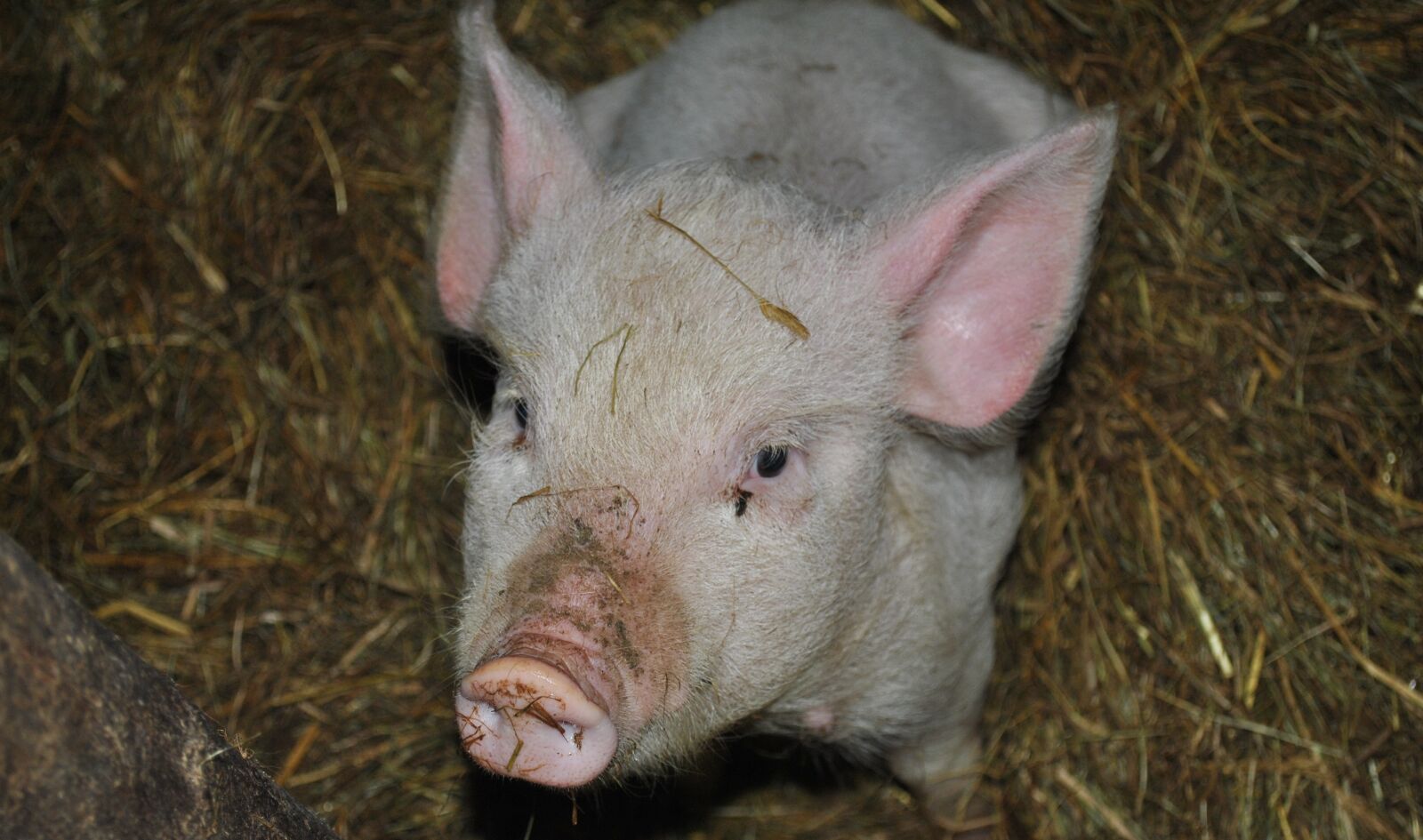 Nikon D3000 sample photo. Pig, animal, pork photography