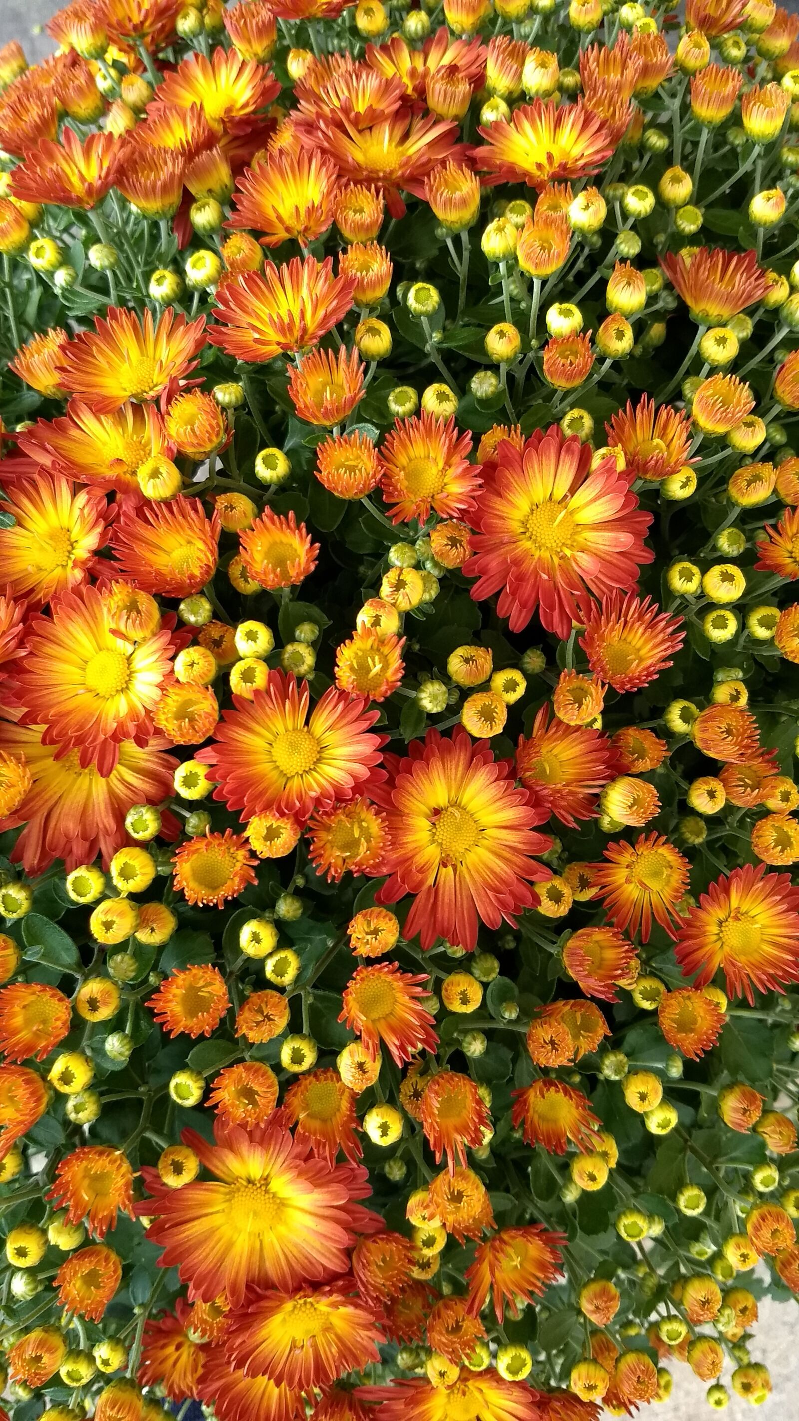 Motorola Moto G (5) Plus sample photo. Flower, gardening, floral photography