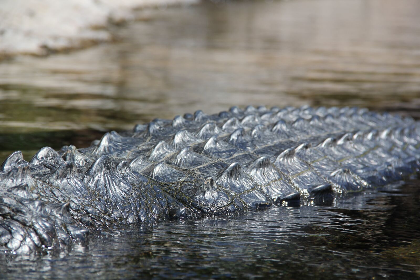 Canon EF-S 18-135mm F3.5-5.6 IS sample photo. Crocodile, nile, predator photography