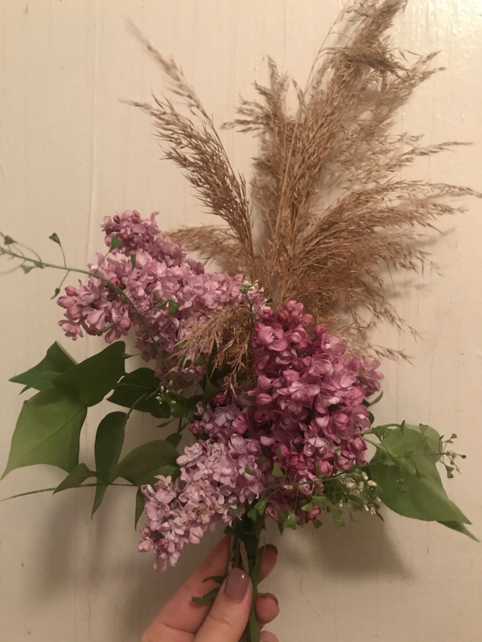 iPhone 7 back camera 3.99mm f/1.8 sample photo. Bouquet, lilac, spring photography