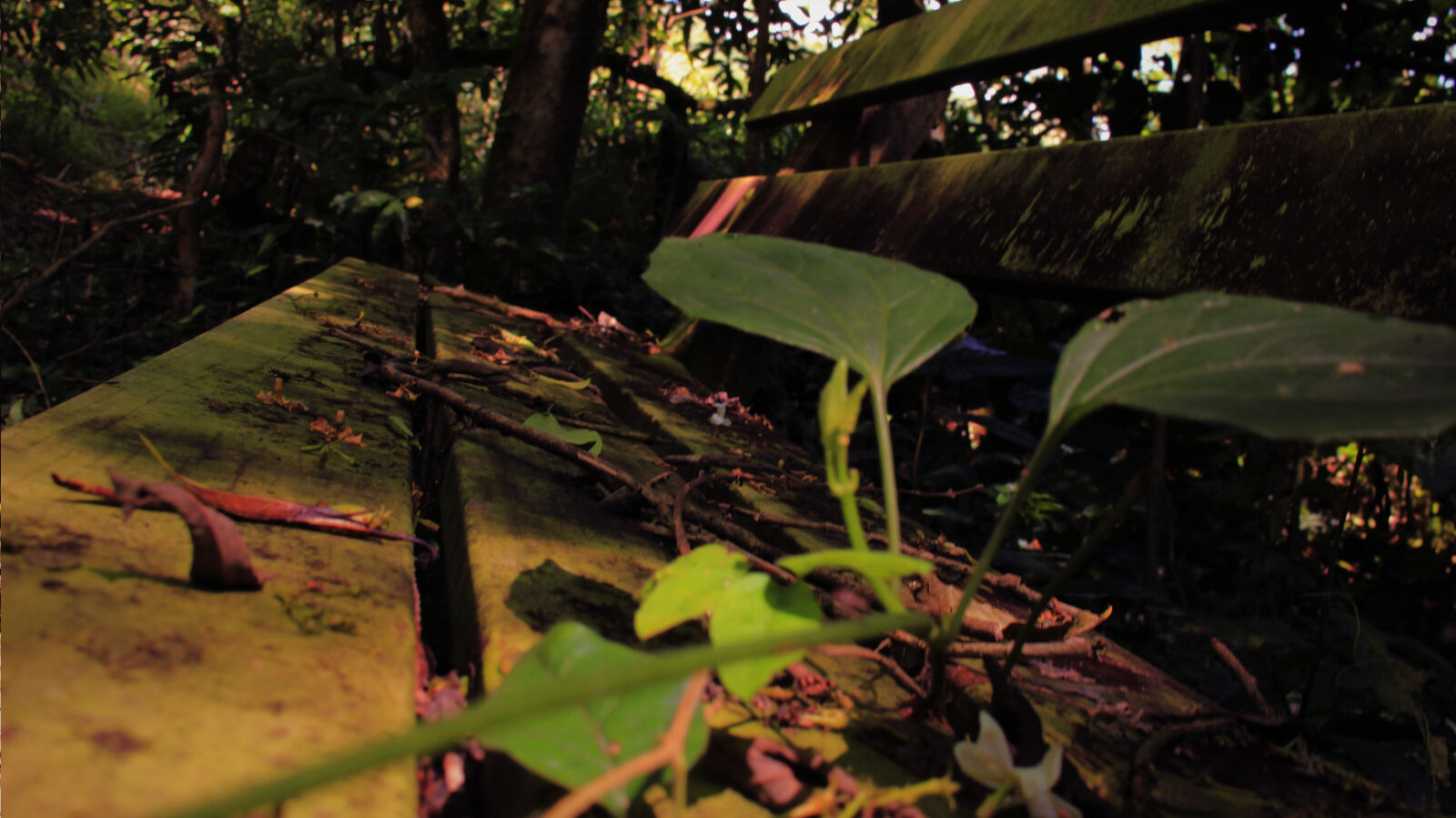 Canon EOS 100D (EOS Rebel SL1 / EOS Kiss X7) sample photo. Leaf, nature, seat, spring photography