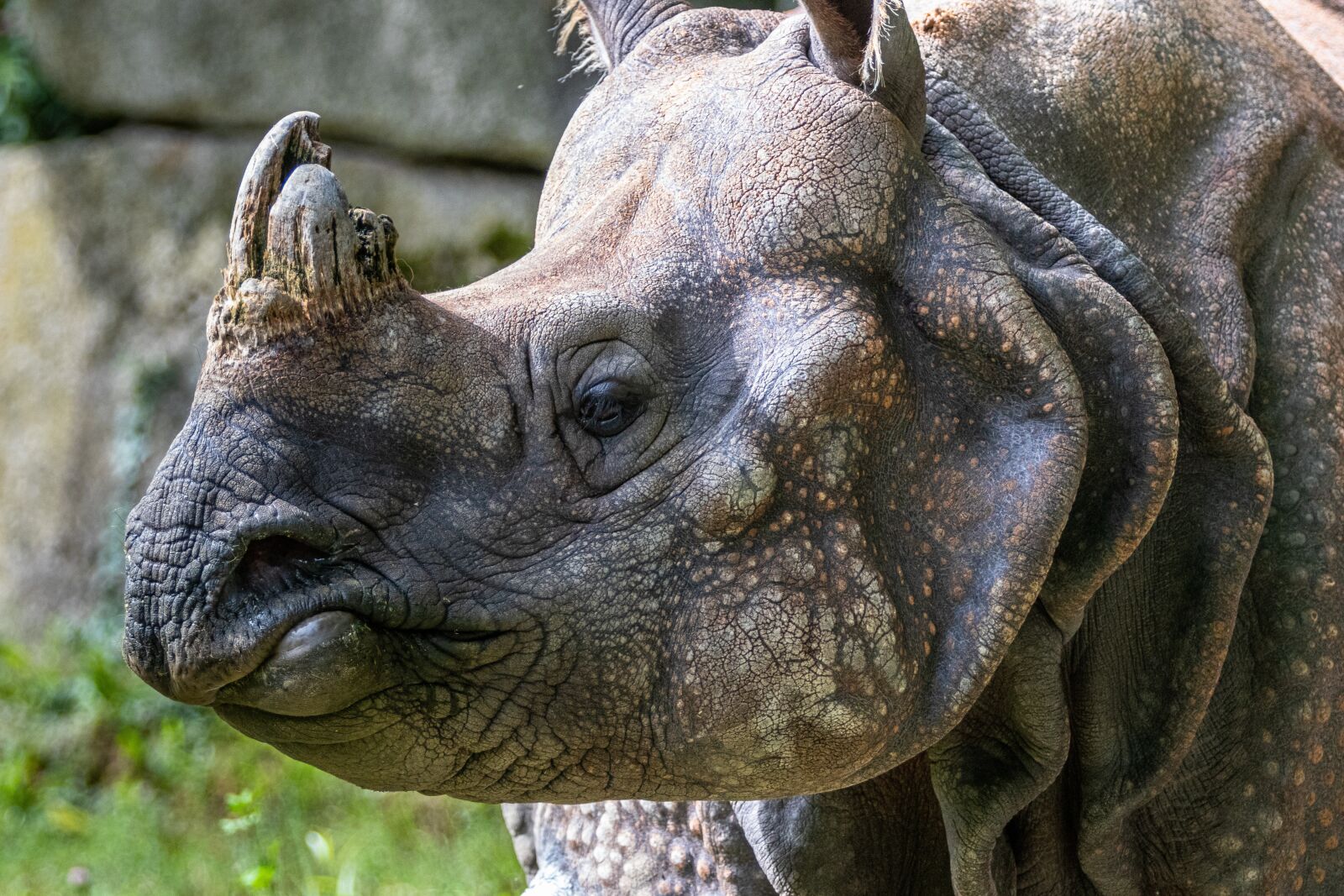 Canon EF 70-200mm F2.8L IS II USM sample photo. Rhino, indian rhinoceros, animal photography