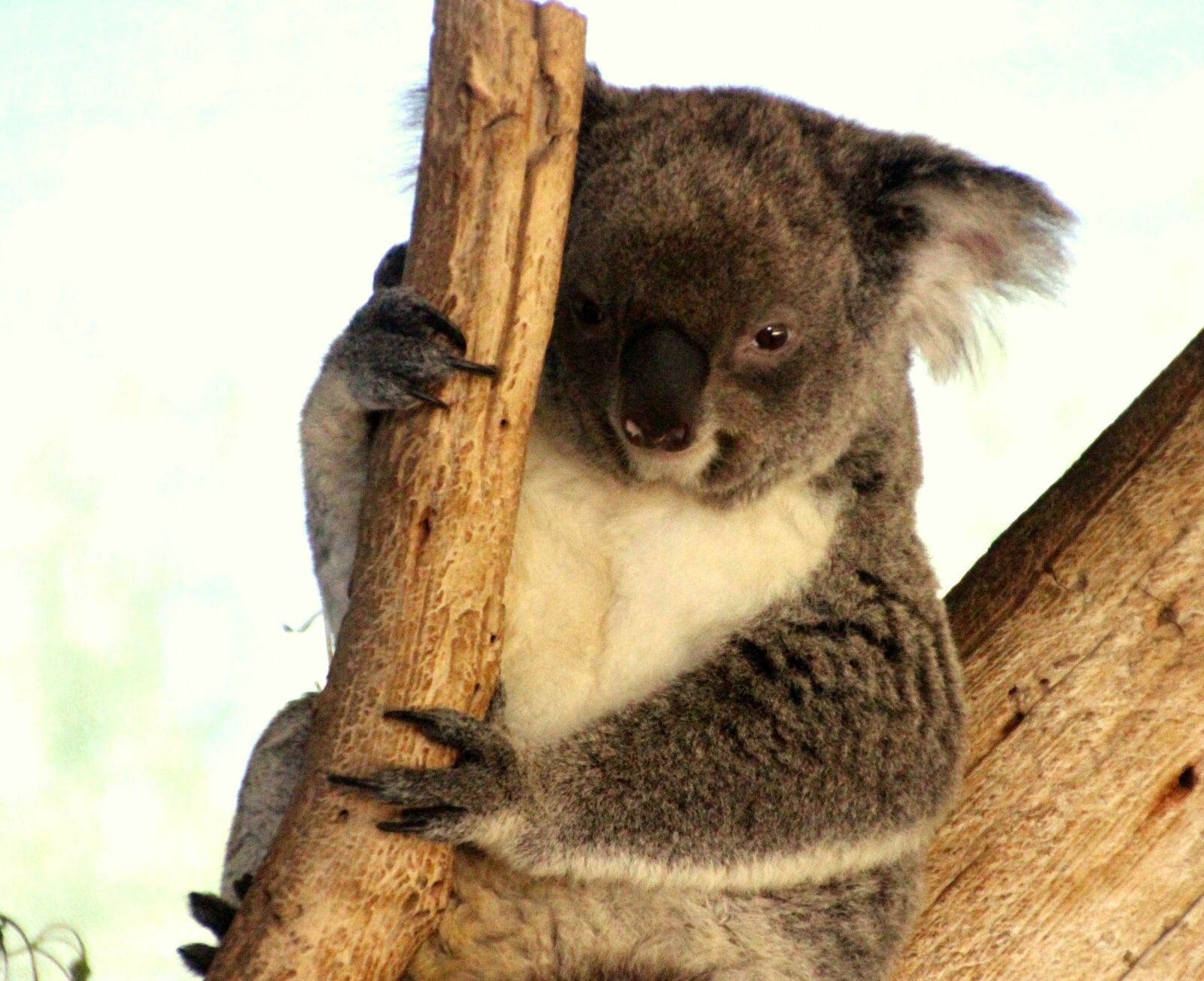 Canon EOS 700D (EOS Rebel T5i / EOS Kiss X7i) sample photo. Koala, koala bear, australia photography