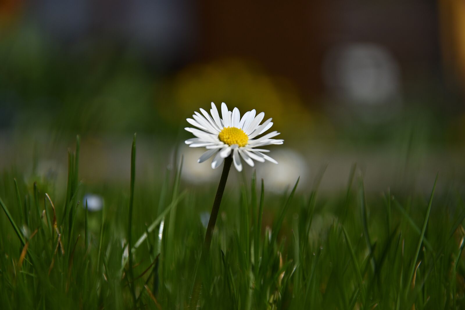 Nikon D3400 sample photo. Grass, nature, meadow photography