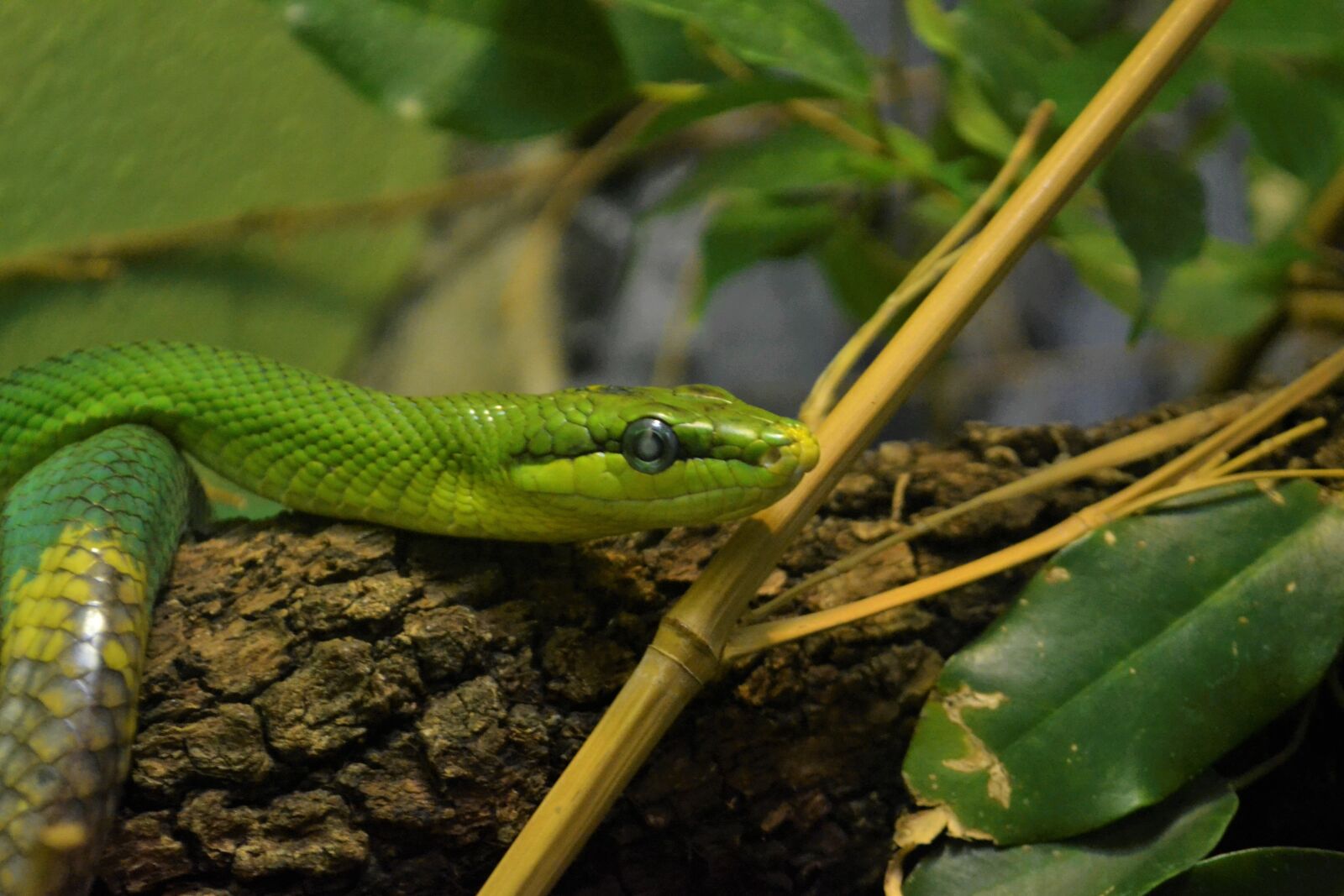 Nikon D3100 sample photo. African green viper, snake photography