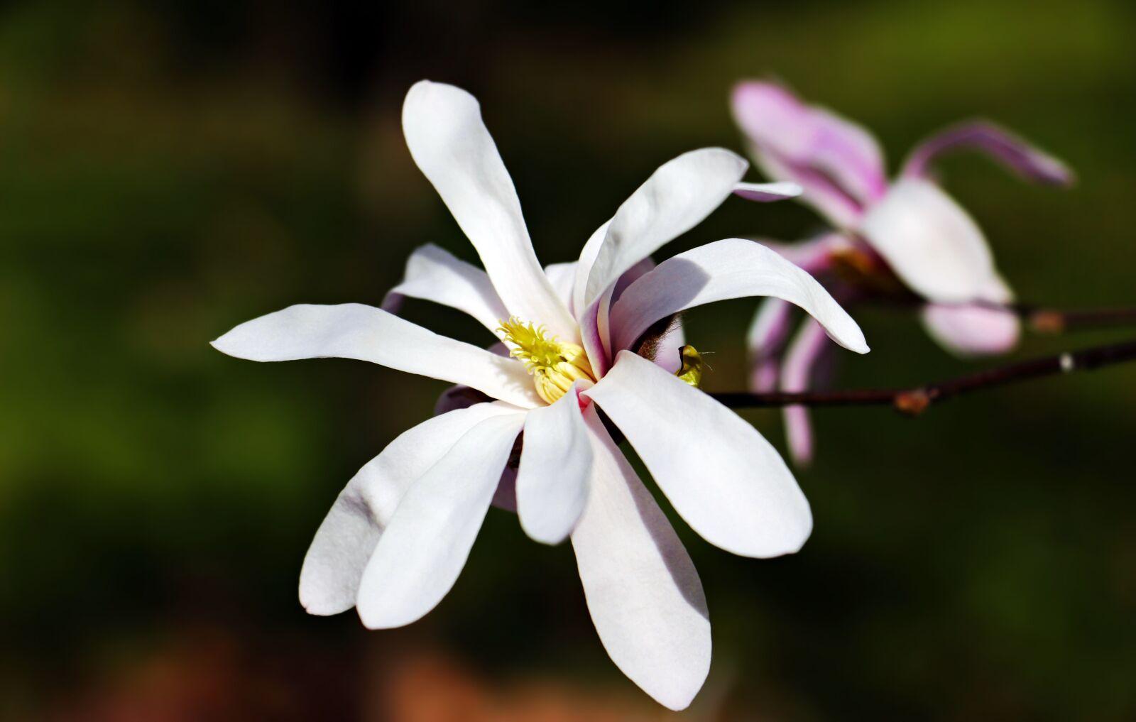 Canon EOS 100D (EOS Rebel SL1 / EOS Kiss X7) sample photo. Star magnolie, star magnolia photography