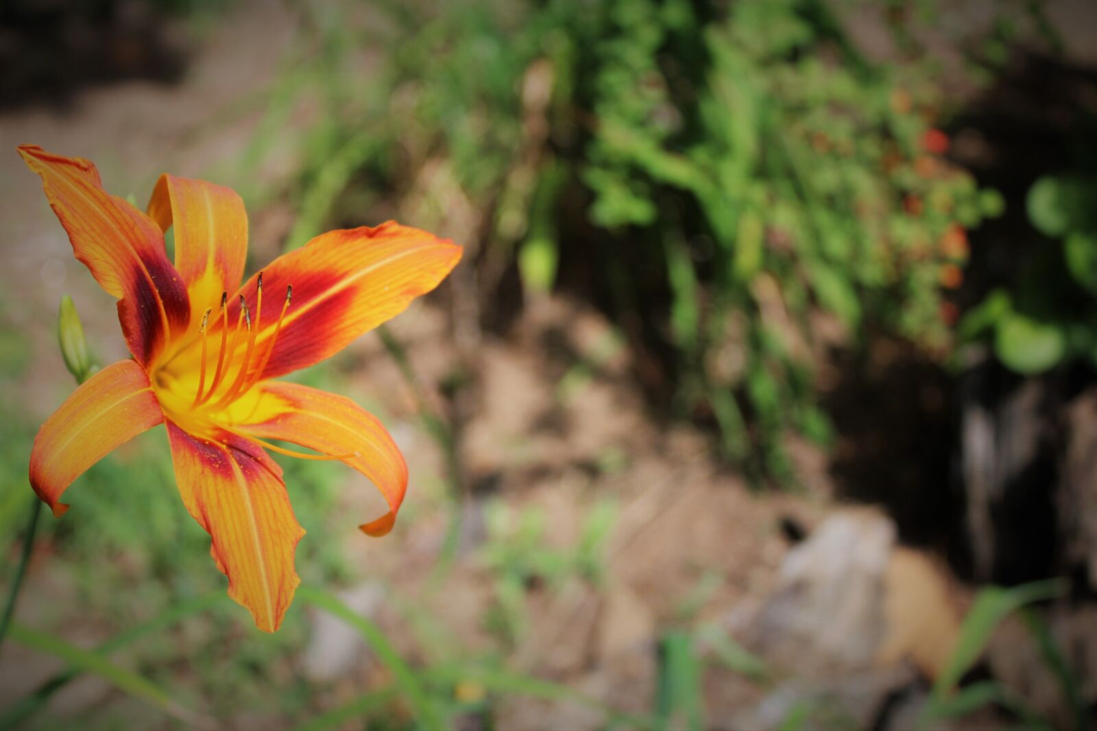 Canon EOS 1200D (EOS Rebel T5 / EOS Kiss X70 / EOS Hi) sample photo. Flower, lilly, orange, yellow photography
