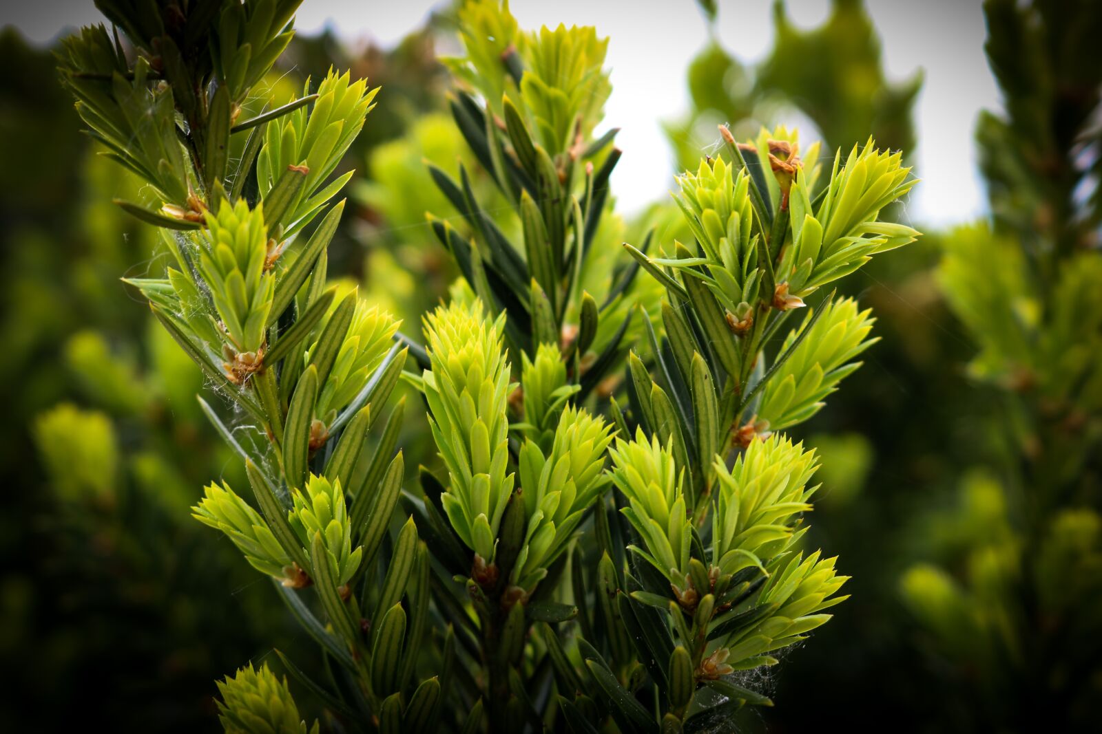 Canon EOS 750D (EOS Rebel T6i / EOS Kiss X8i) sample photo. Green, nature, bush photography