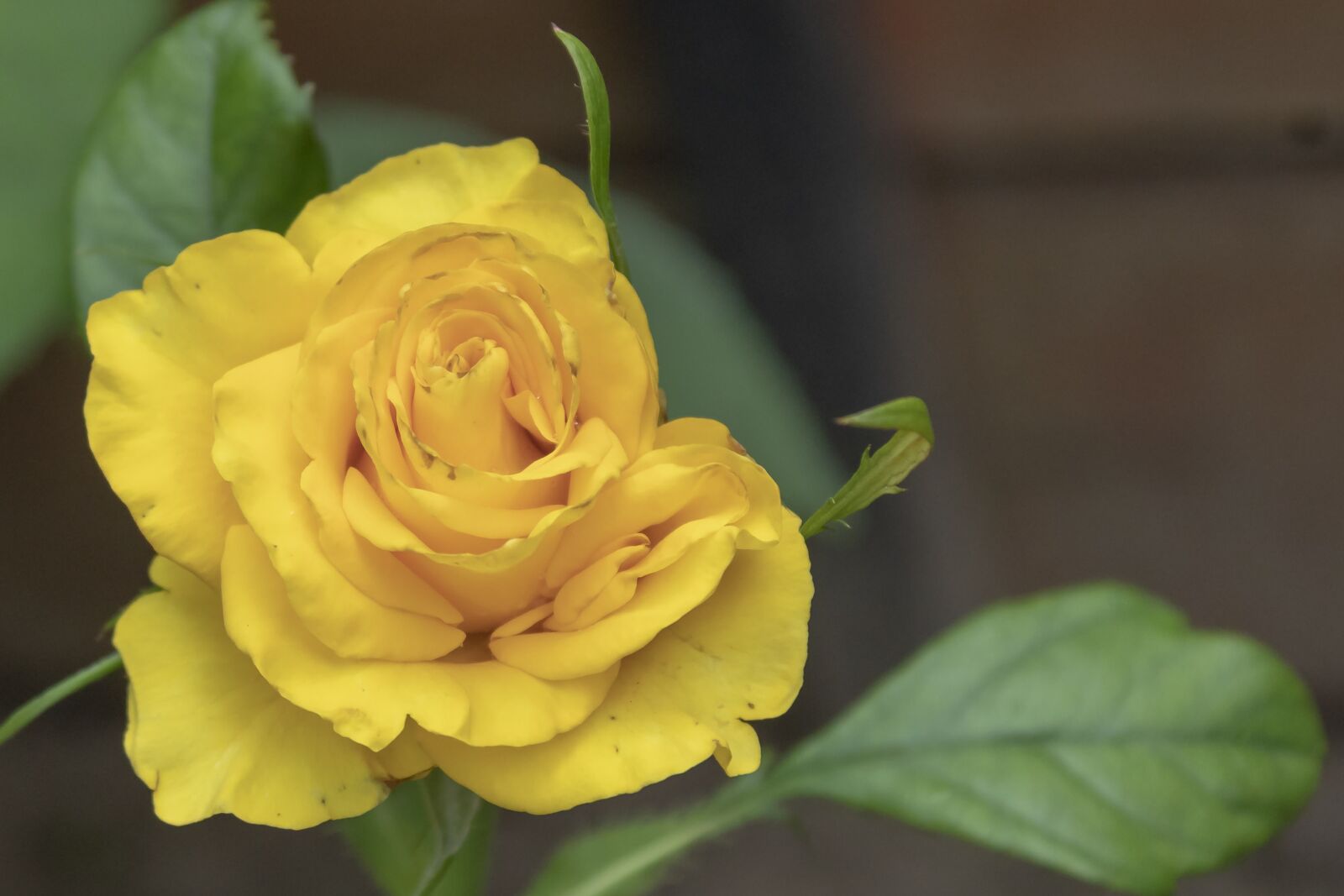 Canon EOS 1300D (EOS Rebel T6 / EOS Kiss X80) sample photo. Rose, tea rose, flower photography