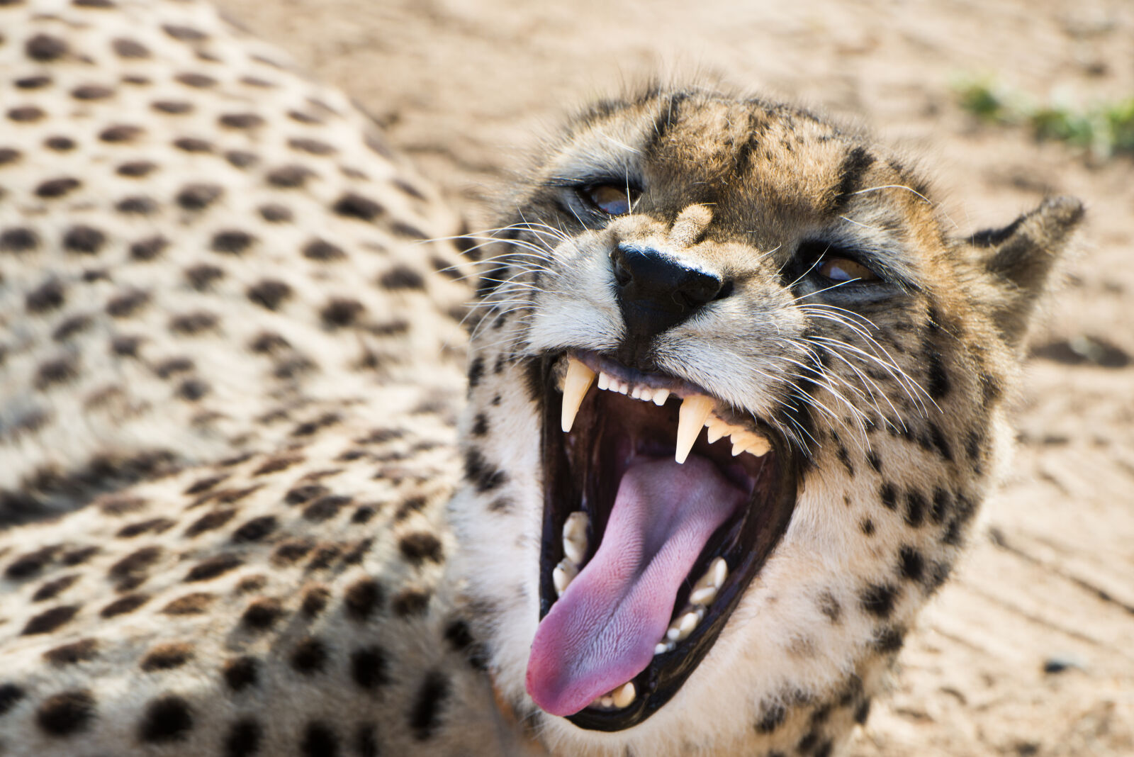 Nikon D800 sample photo. Animal, cheetah, growl, safari photography
