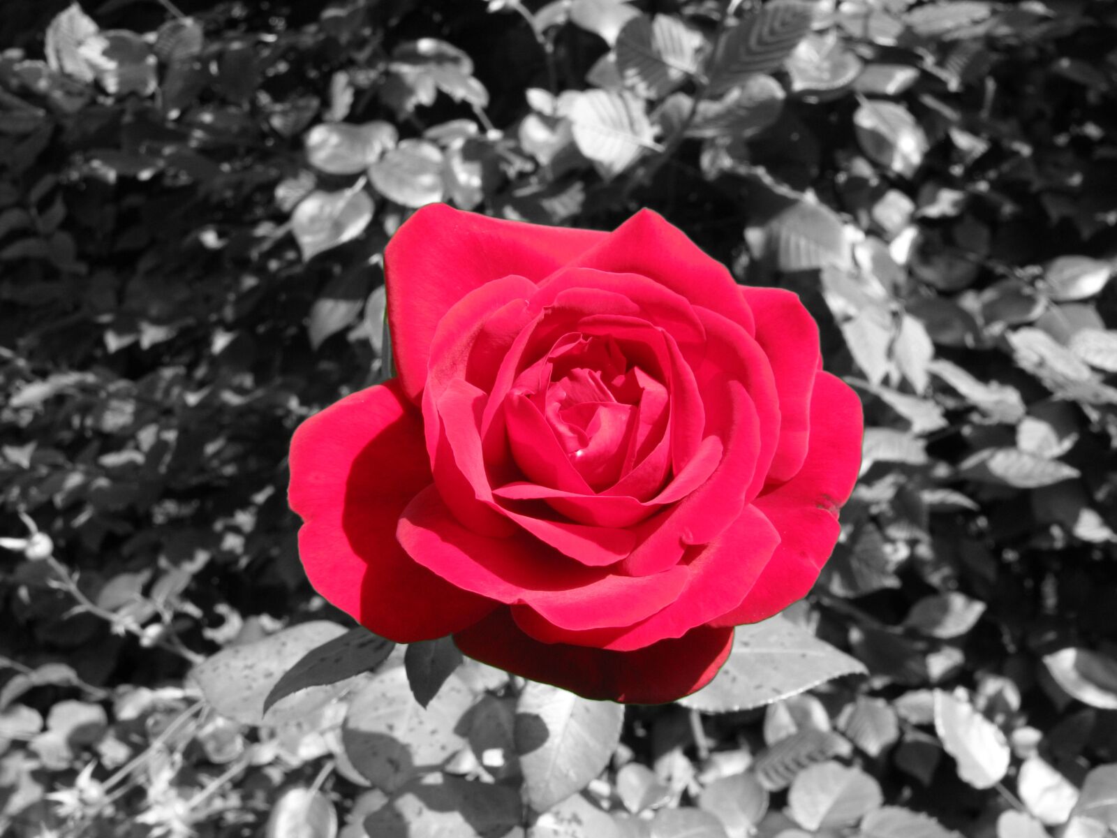 Canon POWERSHOT SX100 IS sample photo. Rose, red, flower photography