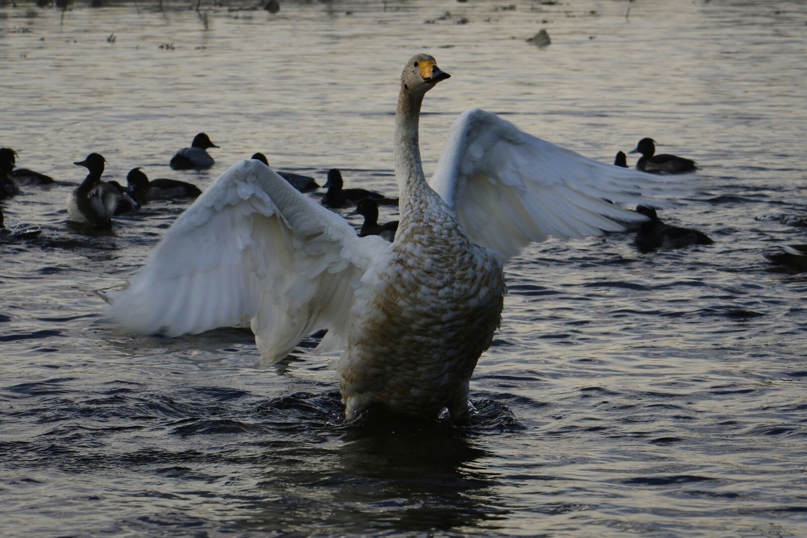 VR 70-300mm f/4.5-6.3G sample photo. Animal, morning, pond photography