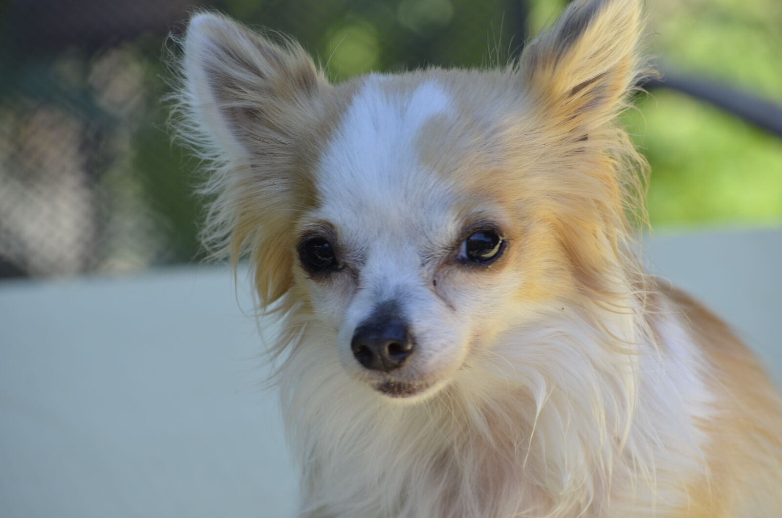 Nikon D5100 sample photo. Dog, chihuahua, animals photography