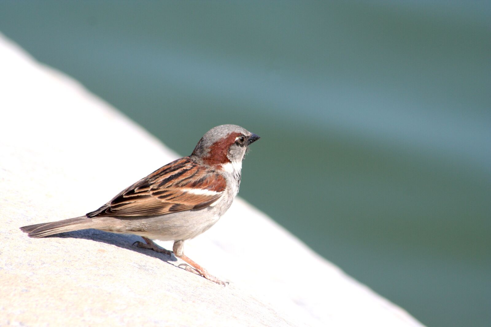 Canon EOS 350D (EOS Digital Rebel XT / EOS Kiss Digital N) sample photo. Bird, photo, nature photography