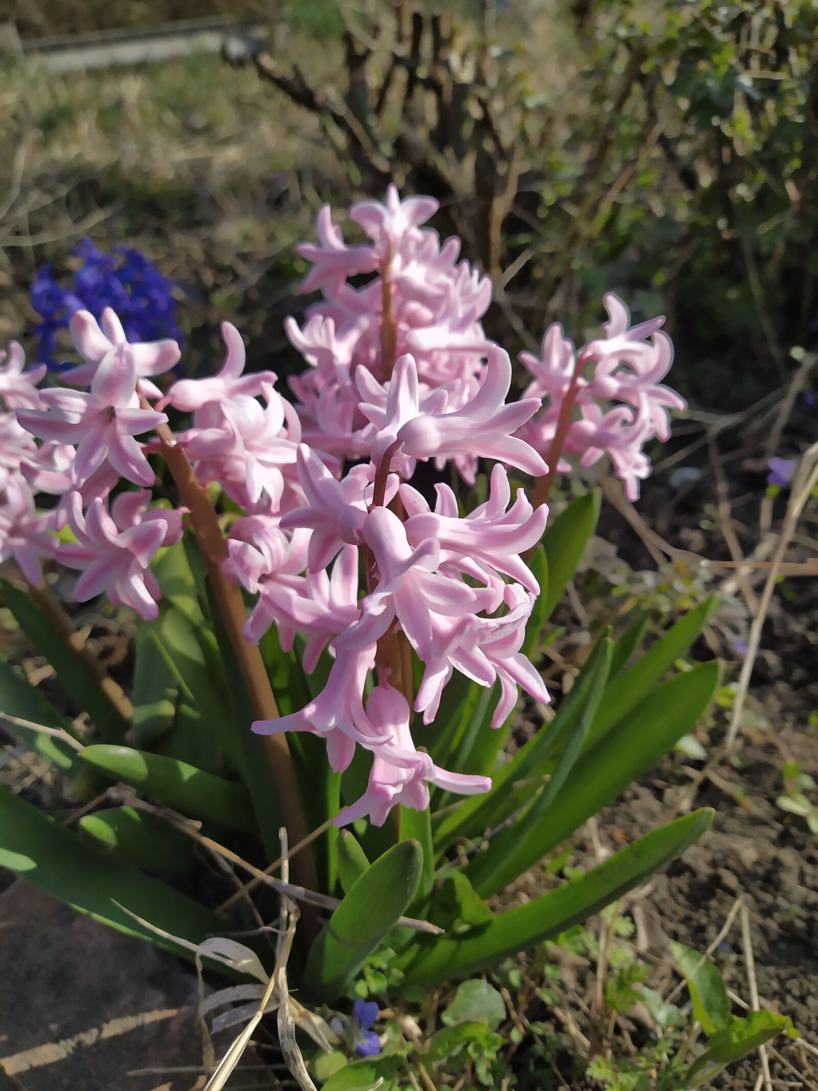 Xiaomi Redmi Note 7 sample photo. Flowers, pink, spring photography