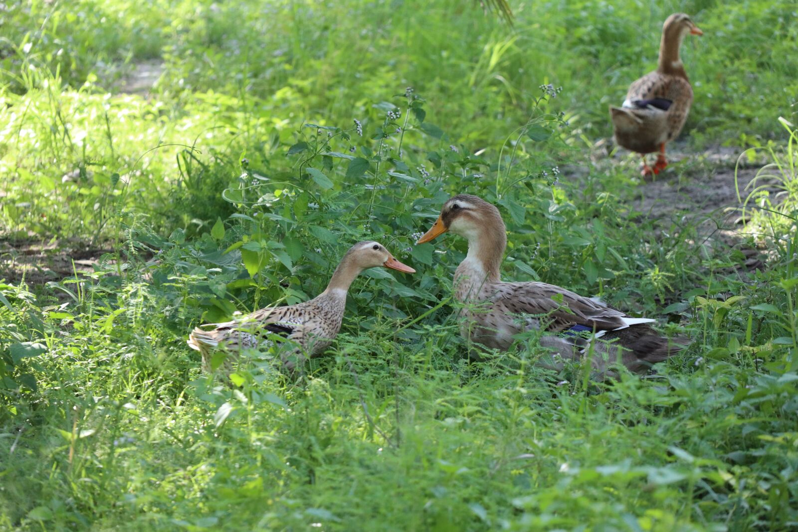 Canon EOS M6 sample photo. Two ducks talking, green photography