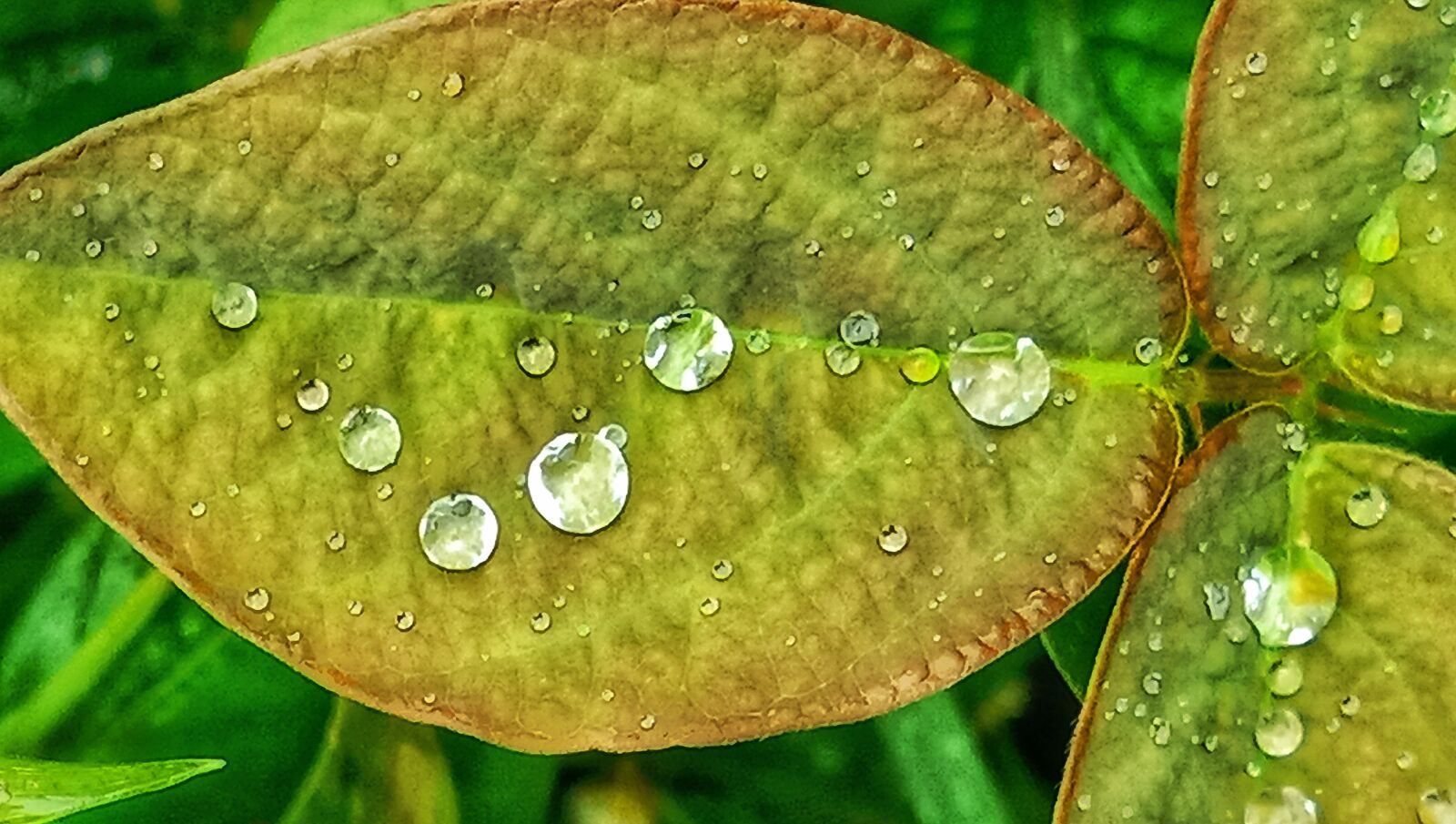 vivo 1802 sample photo. Droplets, leaves, nature photography