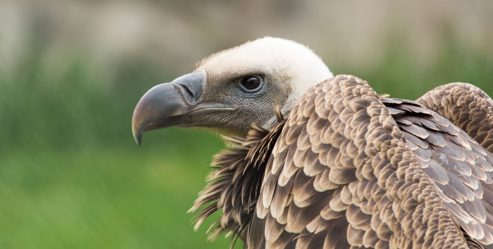 Canon EF-S 55-250mm F4-5.6 IS STM sample photo. Adler, head, bird of photography