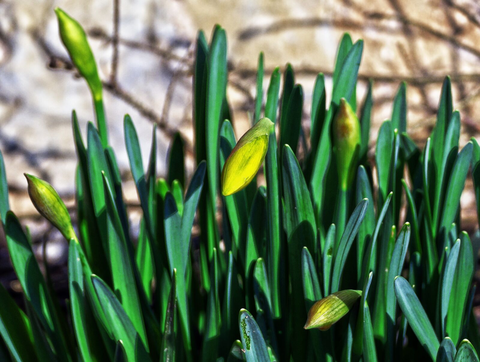 Panasonic Lumix DMC-FZ1000 sample photo. Osterglocken, yellow daffodils, blossom photography