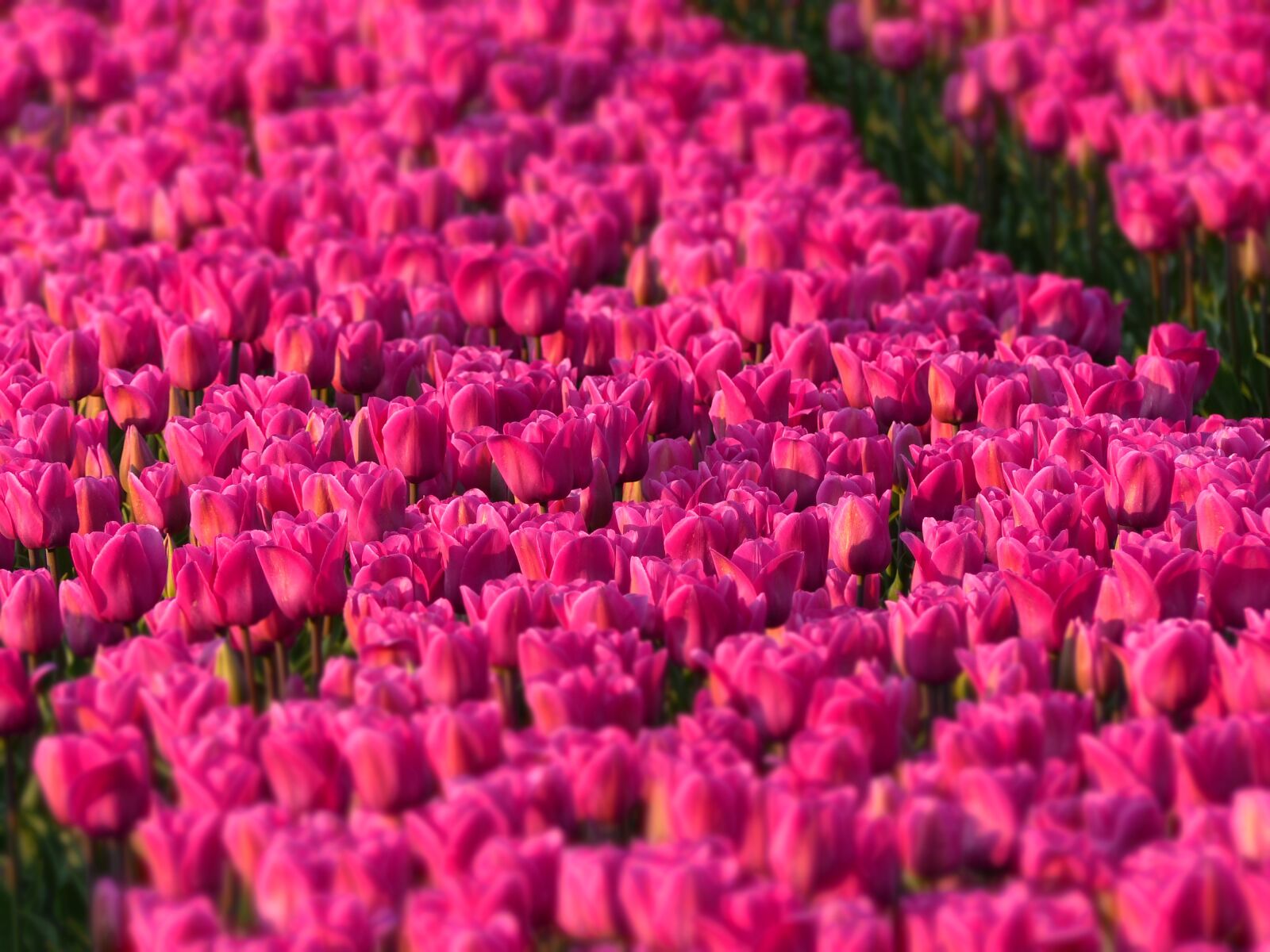Panasonic Lumix DMC-FZ200 sample photo. Tulips, bulbs, bulb photography