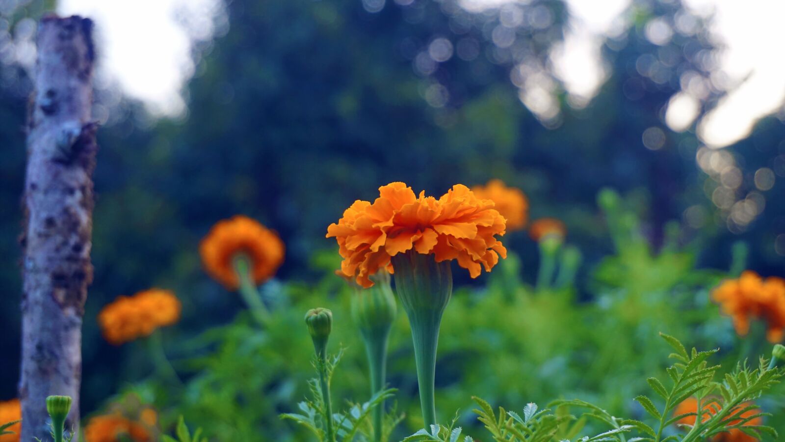 Sony E 16-50mm F3.5-5.6 PZ OSS sample photo. Flowers, marigold, the petals photography