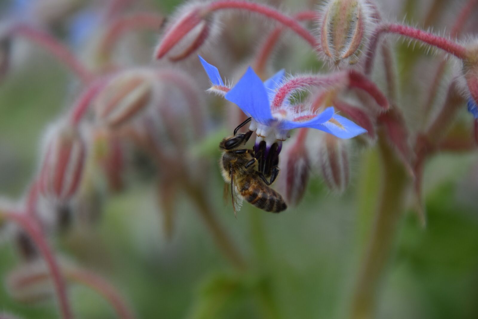 Nikon D3300 sample photo. Bee, borage, summer photography