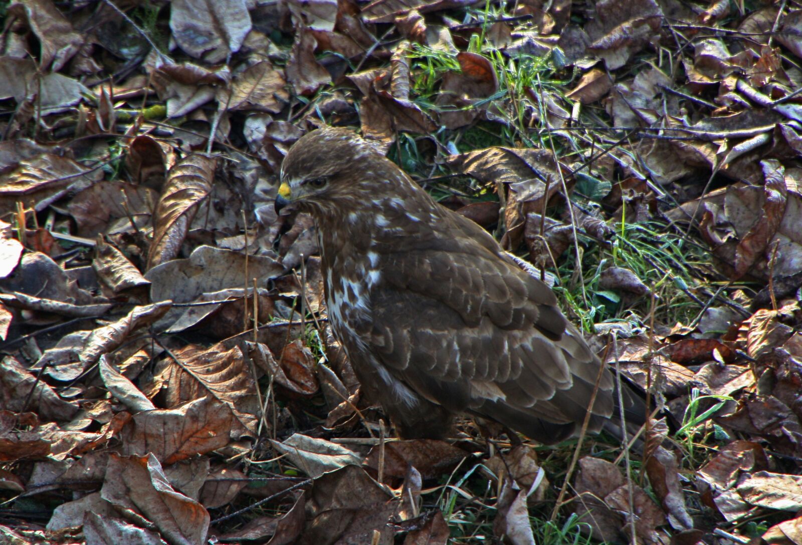 Canon EOS 450D (EOS Rebel XSi / EOS Kiss X2) sample photo. Bird of prey, leaves photography