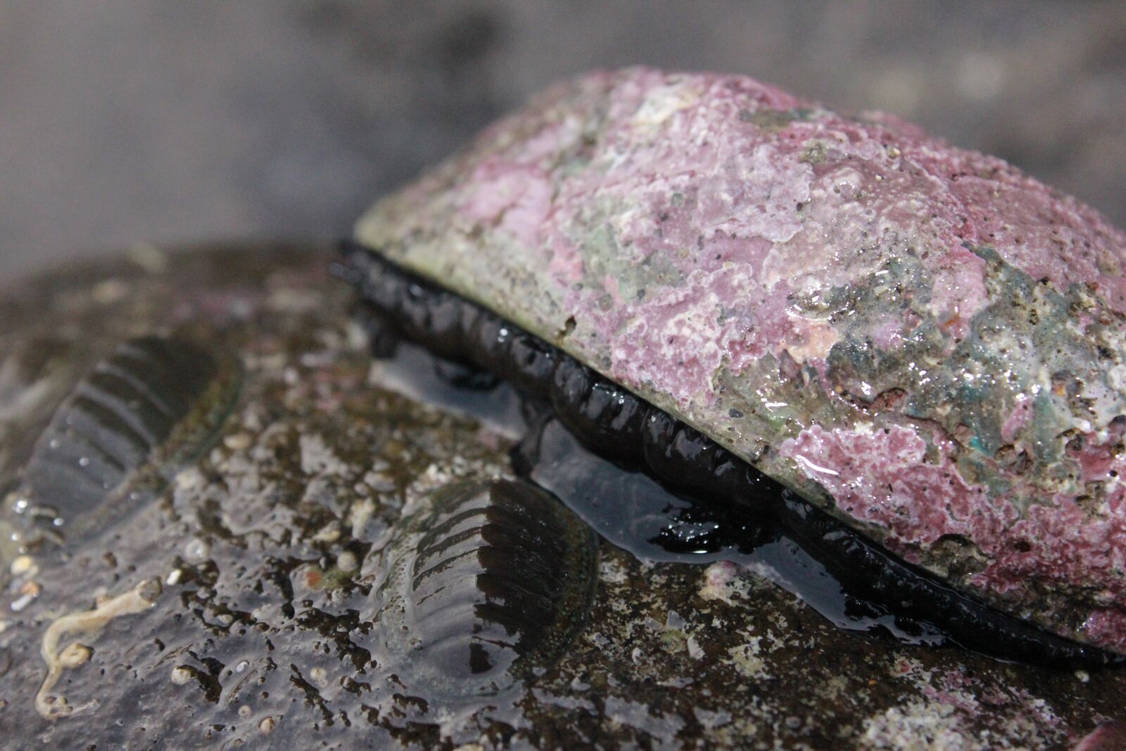 Canon EOS 550D (EOS Rebel T2i / EOS Kiss X4) sample photo. Abalone, paua, shell fish photography