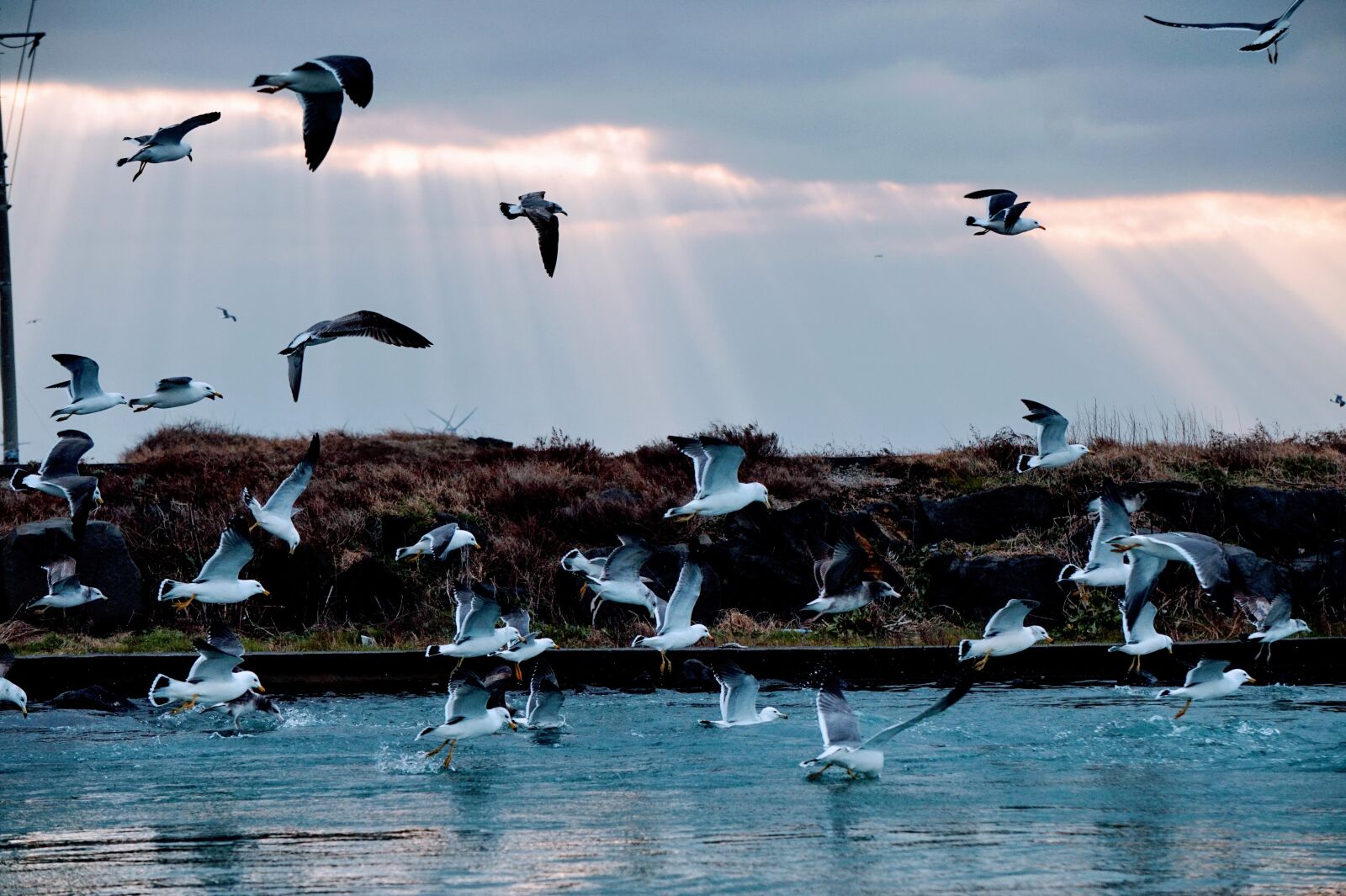 Sony Alpha a5000 (ILCE 5000) sample photo. Nature, seagull, sea photography