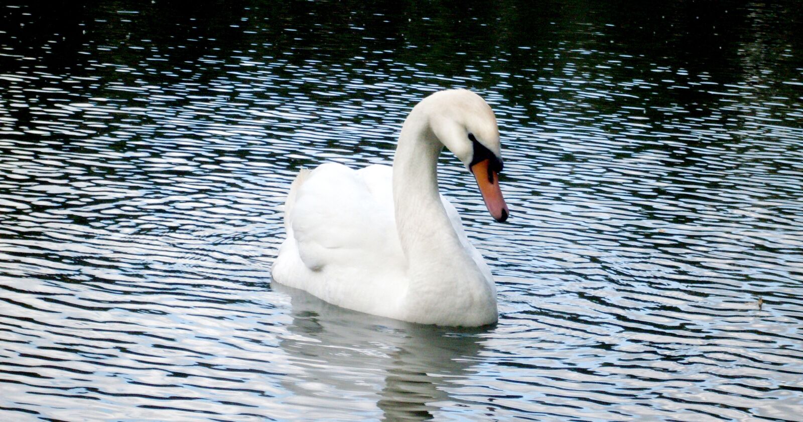 Samsung KENOX S860  / Samsung S860 sample photo. Pond, swan, moscow photography