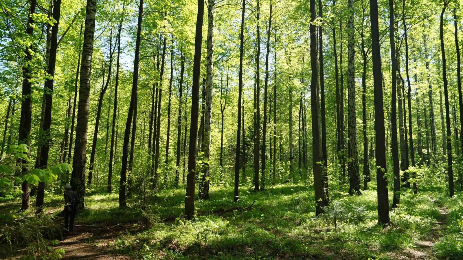 Sony SLT-A57 sample photo. Forest, spring, nature photography