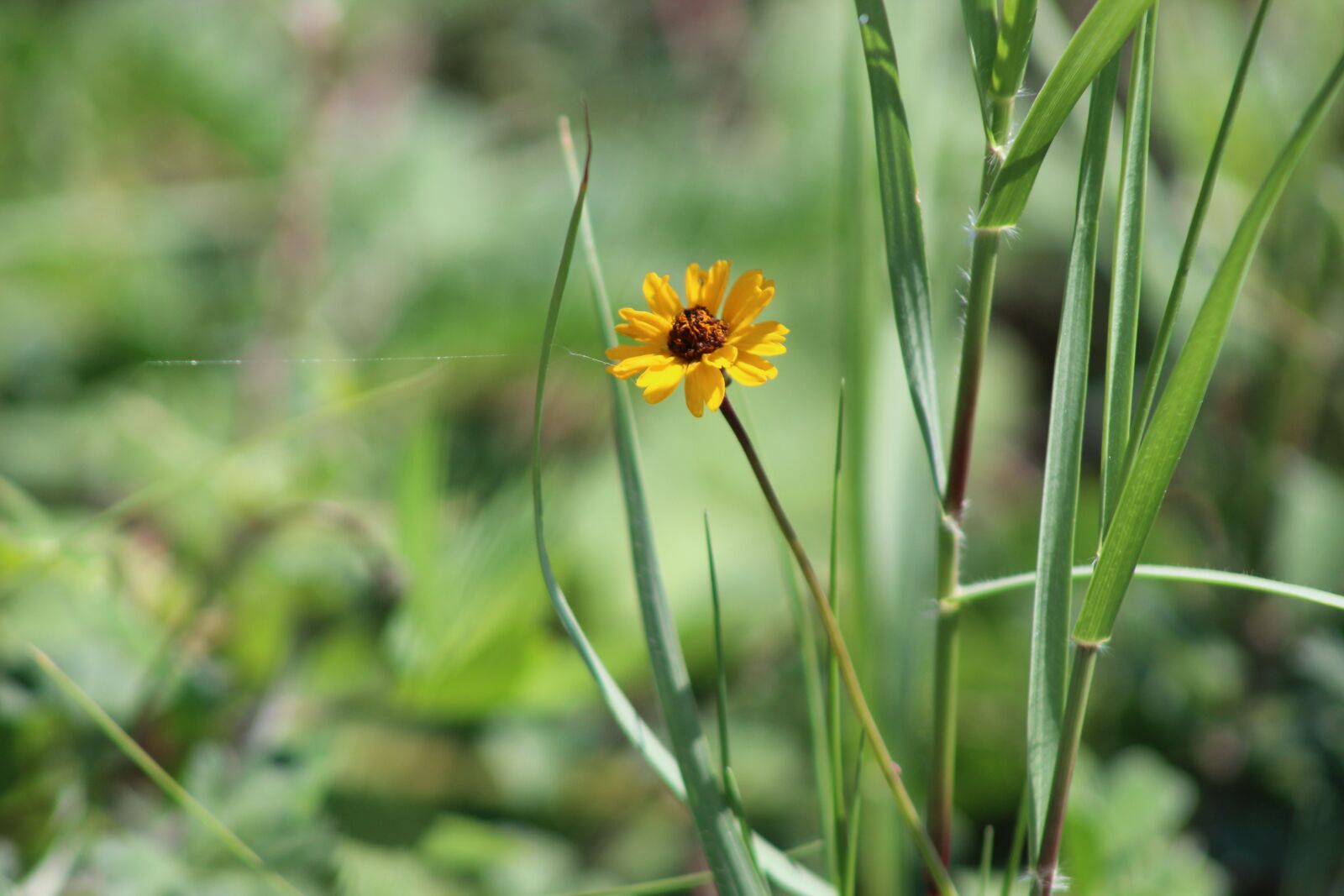 Canon EOS 1300D (EOS Rebel T6 / EOS Kiss X80) sample photo. Flower, yellow, grass photography