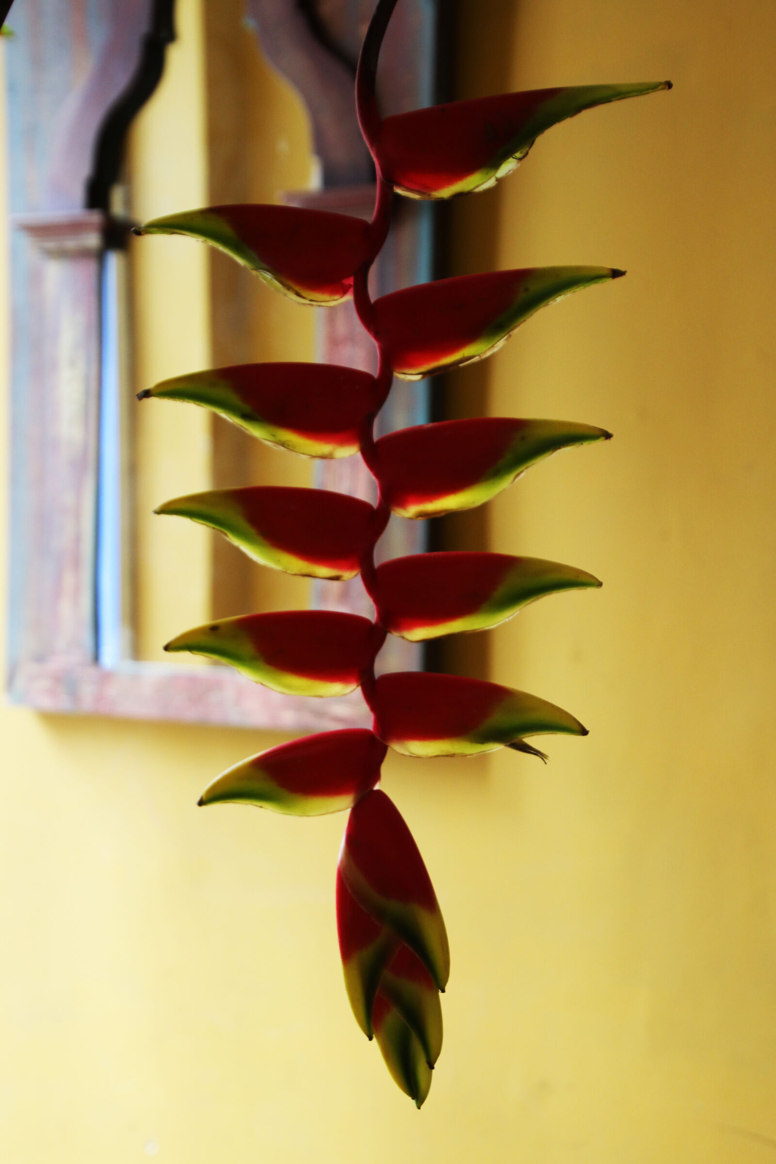 Canon EOS 7D Mark II sample photo. Exotic, flower, garden, grow photography