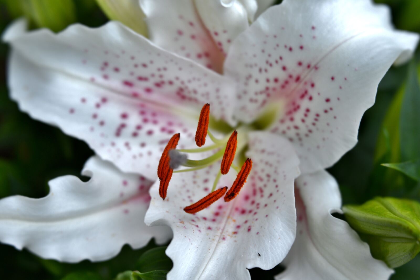 Nikon D600 sample photo. Lily, flower, stamens photography