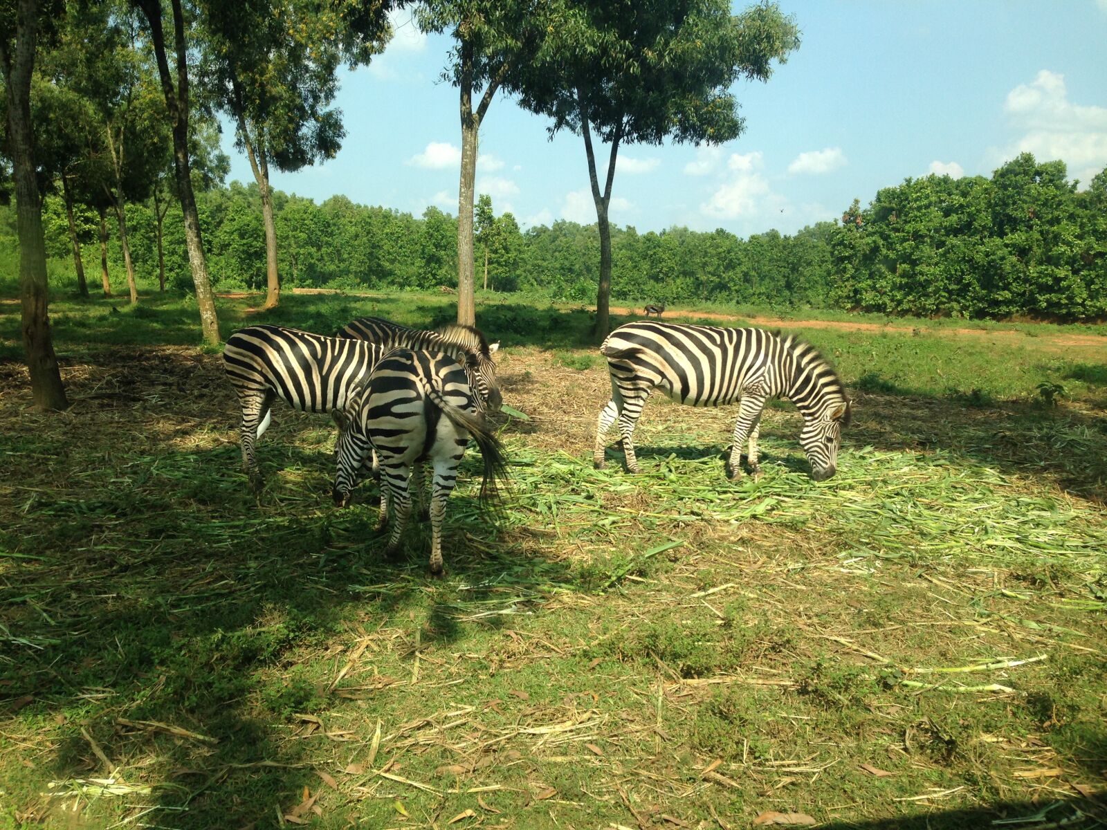 Apple iPhone 5c sample photo. Safari, wildlife, park photography